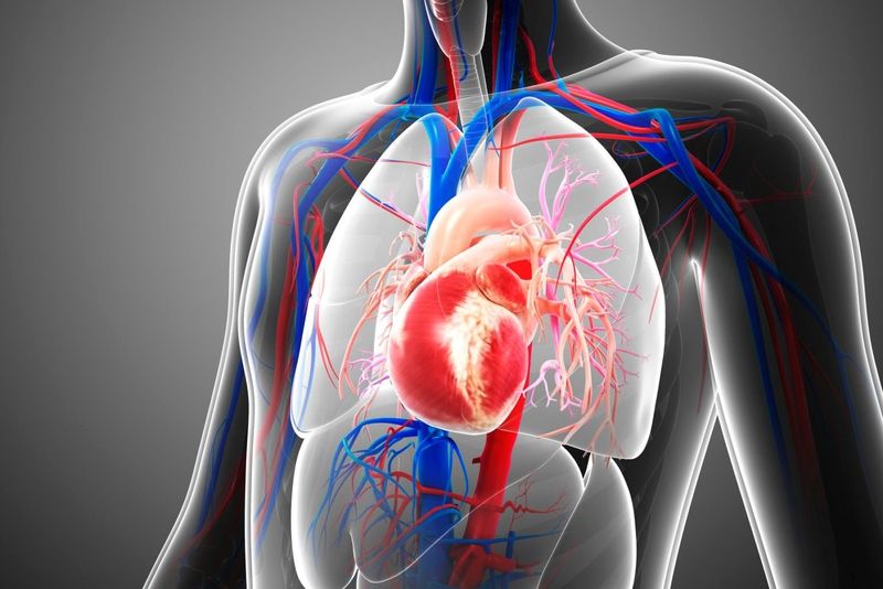 Van tim tổn thương nặng do biến chứng thấp tim- Ảnh 1. Van tim tổn thương nặng do biến chứng thấp tim- Ảnh 1.