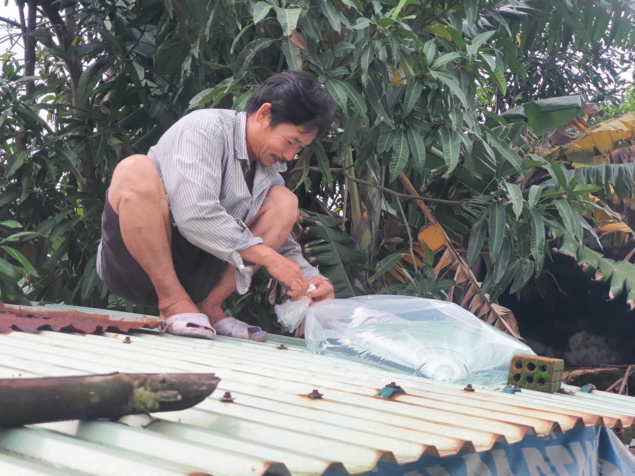 Sau lũ, người dân hối hả gia cố nhà cửa chống bão- Ảnh 2. Sau lũ, người dân hối hả gia cố nhà cửa chống bão- Ảnh 2.