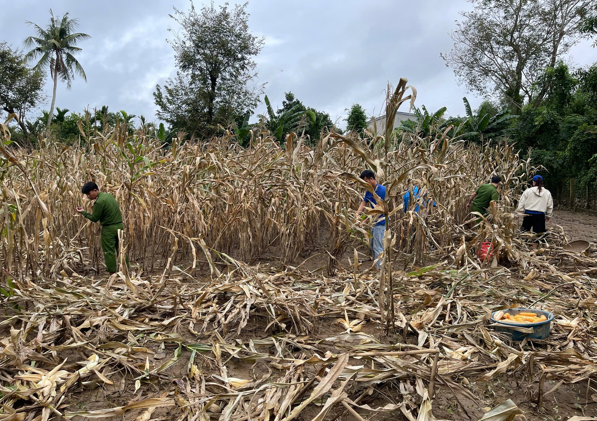 Sau lũ, người dân hối hả gia cố nhà cửa chống bão- Ảnh 8. Sau lũ, người dân hối hả gia cố nhà cửa chống bão- Ảnh 8.