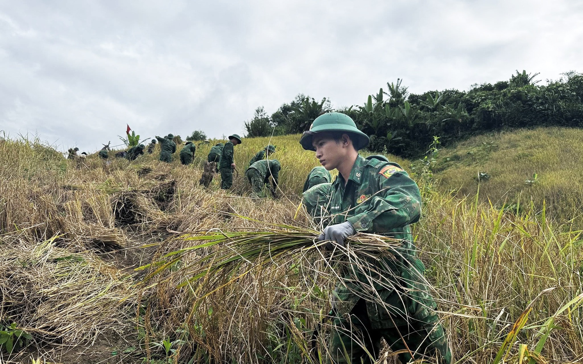 Bão số 13 tăng cấp khi gần bờ, đổ bộ Quảng Ngãi - Gia Lai vào chiều tối nay- Ảnh 1. Chạy đua với thời gian giữ hạt lúa trước bão số 13