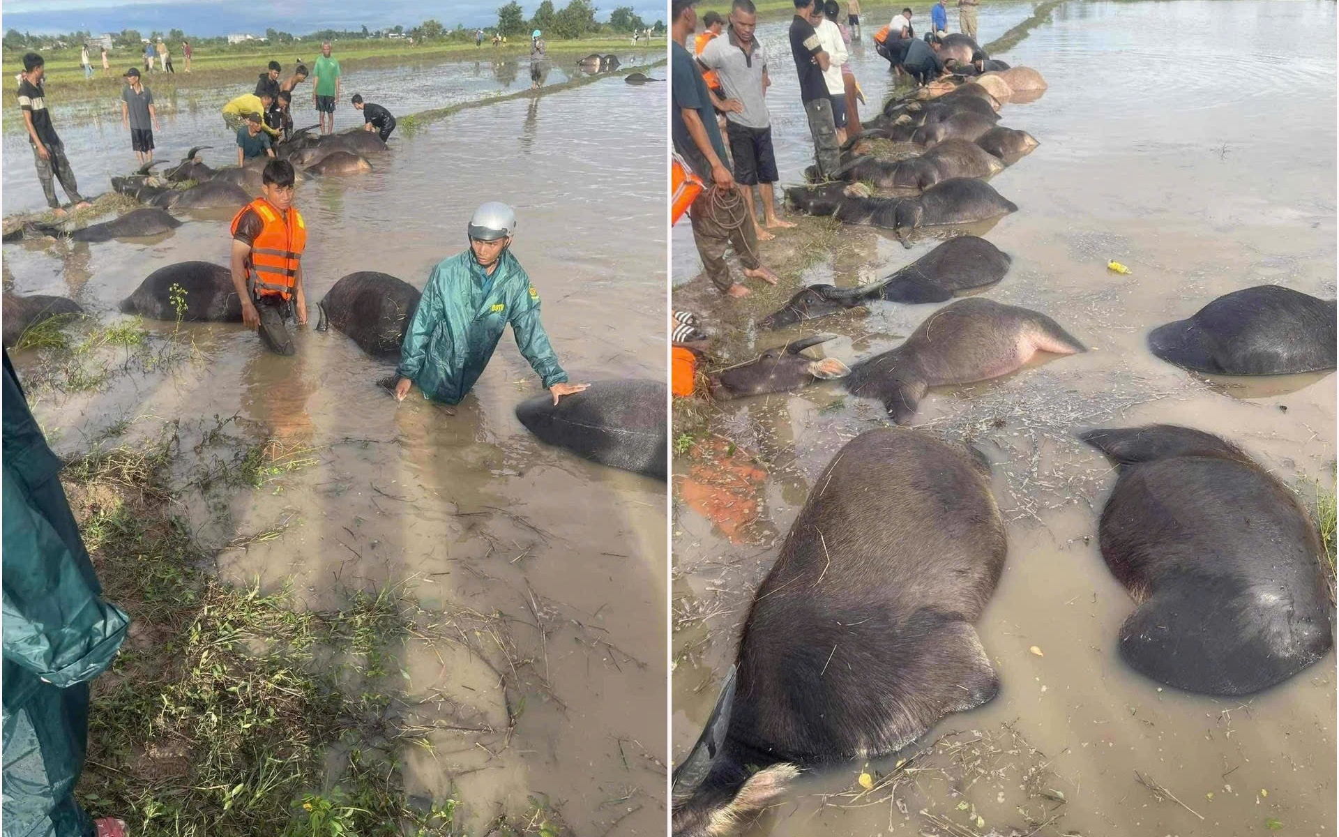 Bão số 13 làm 5 người chết, 3 người mất tích, thiệt hại hơn 7 nghìn tỷ đồng- Ảnh 1. Xót xa hàng chục con trâu bị ngạt nước do bão số 13