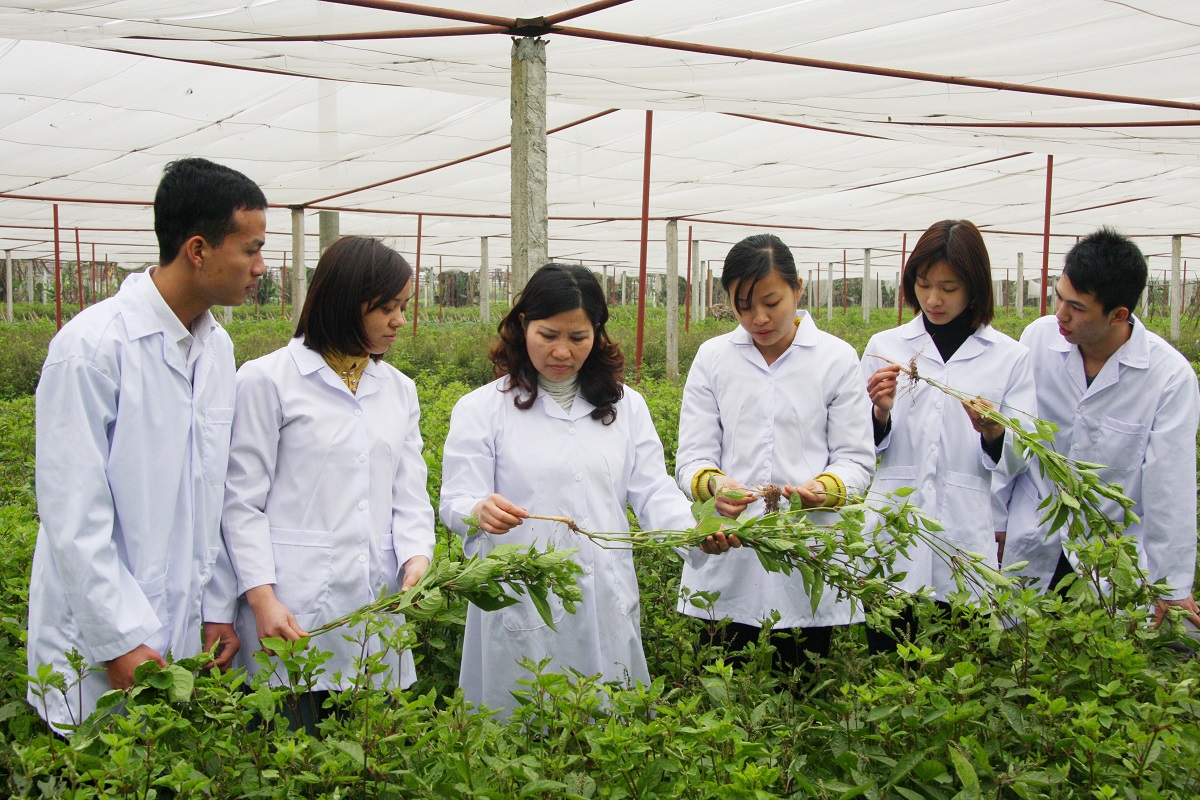 Совершенствование правовой базы для развития вьетнамской традиционной медицины в условиях международной интеграции - Фото 3. Hoàn thiện khung pháp để phát triển y dược cổ truyền Việt Nam trong hội nhập quốc tế- Ảnh 3.