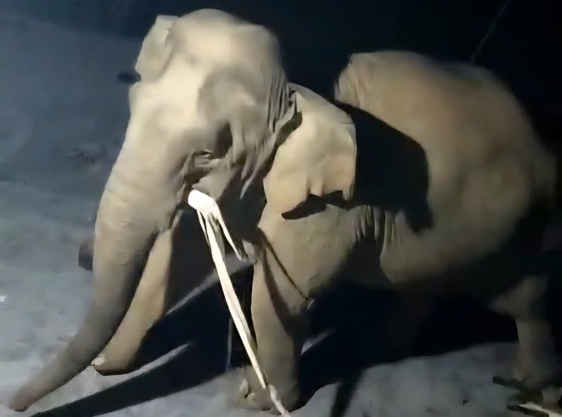 Clip voi rừng vào nhà dân ở Nghệ An tìm thức ăn- Ảnh 1. Clip voi rừng vào nhà dân ở Nghệ An tìm thức ăn- Ảnh 1.