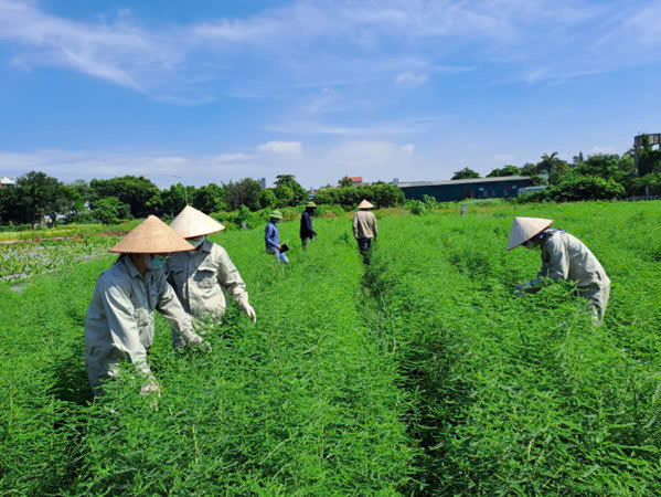 Hoàn thiện cơ chế kiểm soát khai thác và buôn bán dược liệu tự nhiên- Ảnh 1. Hoàn thiện cơ chế kiểm soát khai thác và buôn bán dược liệu tự nhiên- Ảnh 1.