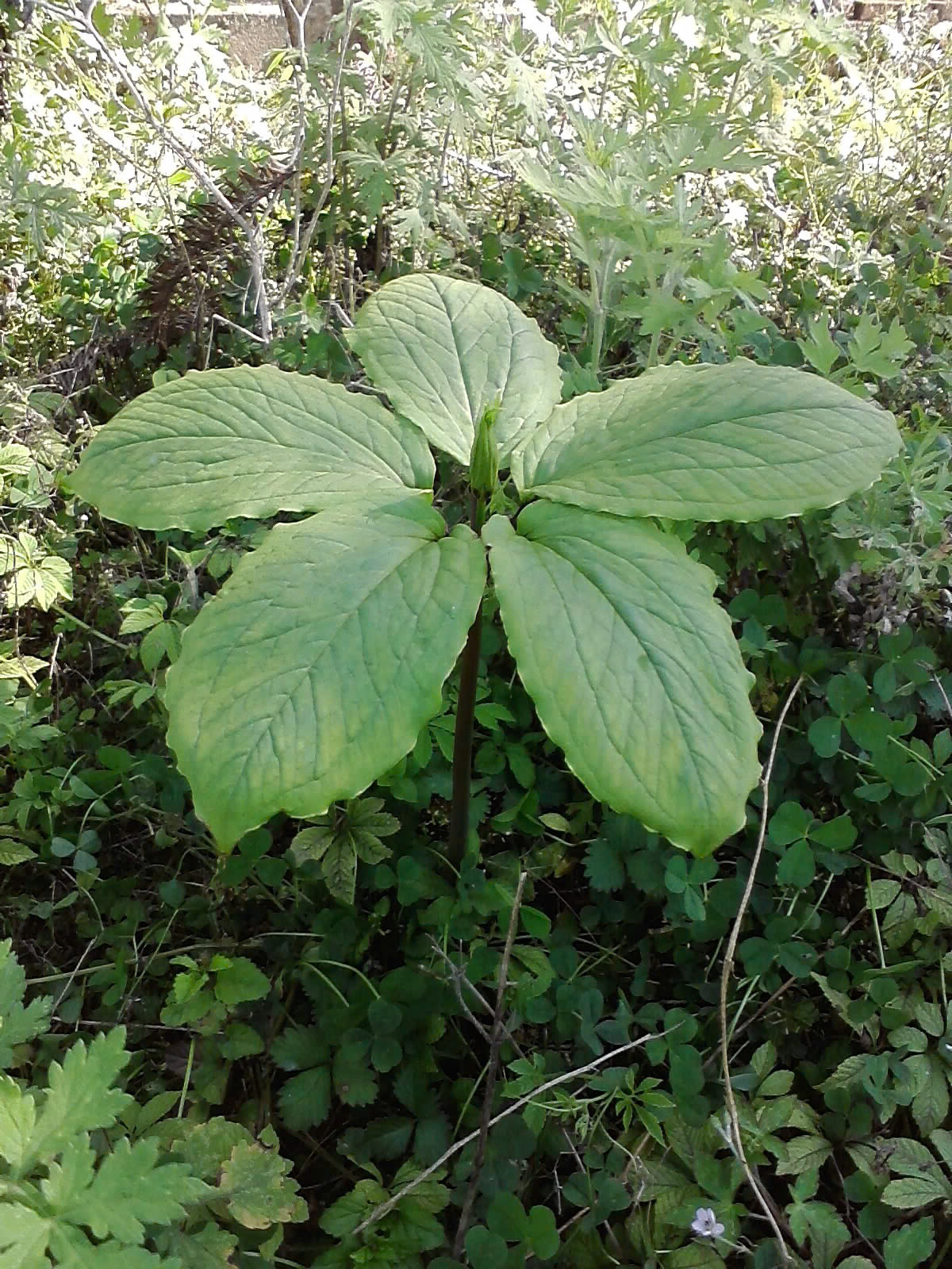 ກົນໄກແລະນະໂຍບາຍທີ່ດີເລີດເພື່ອຊຸກຍູ້ການຫັນເປັນດິຈິຕອນເພື່ອຕາມຮອຍຕົ້ນກໍາເນີດແລະຄວາມໂປ່ງໃສຂອງຕ່ອງໂສ້ສະຫມຸນໄພເປັນຢາ - ຮູບ 1. Hoàn thiện cơ chế, chính sách thúc đẩy chuyển đổi số để truy xuất nguồn gốc, minh bạch chuỗi dược liệu - Ảnh 1.