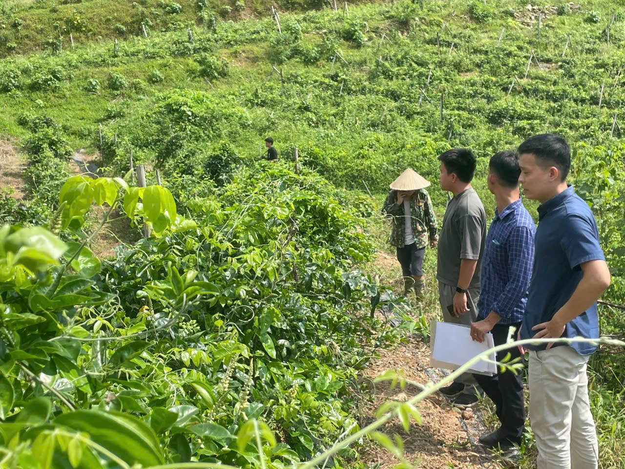 ກົນໄກແລະນະໂຍບາຍທີ່ດີເລີດເພື່ອຊຸກຍູ້ການຫັນເປັນດິຈິຕອນເພື່ອຕາມຮອຍຕົ້ນກຳເນີດ ແລະ ຄວາມໂປ່ງໃສຂອງຕ່ອງໂສ້ສະໝຸນໄພເປັນຢາ - ຮູບ 2. Hoàn thiện cơ chế, chính sách thúc đẩy chuyển đổi số để truy xuất nguồn gốc, minh bạch chuỗi dược liệu - Ảnh 2.