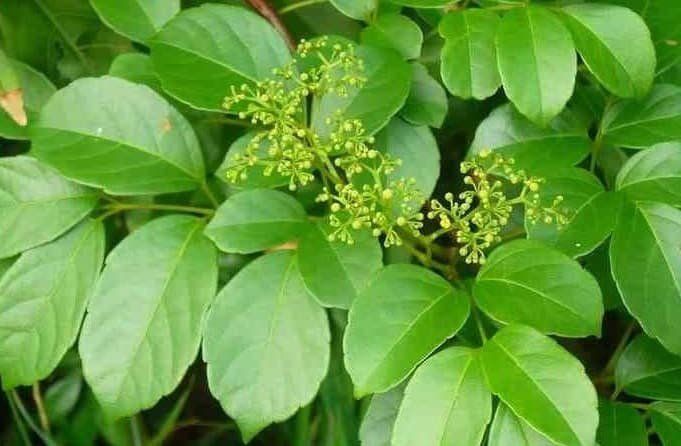 Cây chè dây chữa bệnh gì?- Ảnh 1.