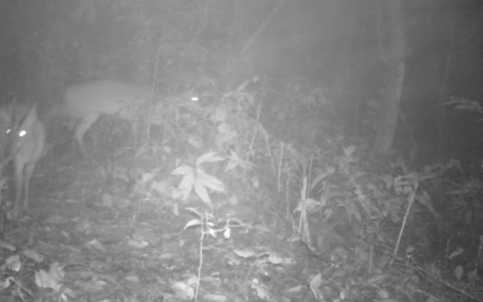 Người dân Hà Tĩnh giao nộp hai cá thể động vật hoang dã quý hiếm- Ảnh 2. Phát hiện loài động vật