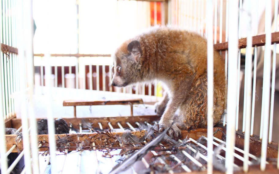 Người dân miền Tây Nghệ An liên tiếp giao nộp động vật hoang dã quý hiếm- Ảnh 2.