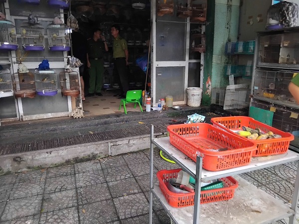 Đà Nẵng: Giải cứu nhiều chim kim oanh mỏ đỏ quý hiếm- Ảnh 1. Đà Nẵng: Giải cứu nhiều chim kim oanh mỏ đỏ quý hiếm- Ảnh 1.