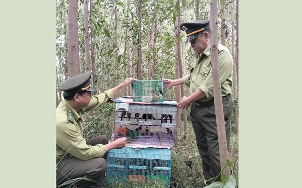 Gỡ bỏ nhiều bẫy động vật hoang dã ở Bán đảo Sơn Trà- Ảnh 4. Gỡ bỏ nhiều bẫy động vật hoang dã ở Bán đảo Sơn Trà- Ảnh 4.
