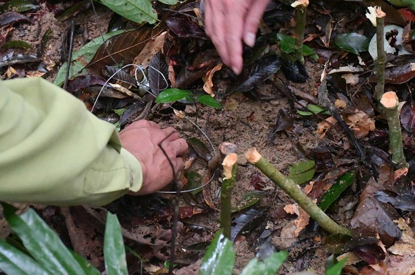 Gỡ bỏ nhiều bẫy động vật hoang dã ở Bán đảo Sơn Trà- Ảnh 1. Gỡ bỏ nhiều bẫy động vật hoang dã ở Bán đảo Sơn Trà- Ảnh 1.
