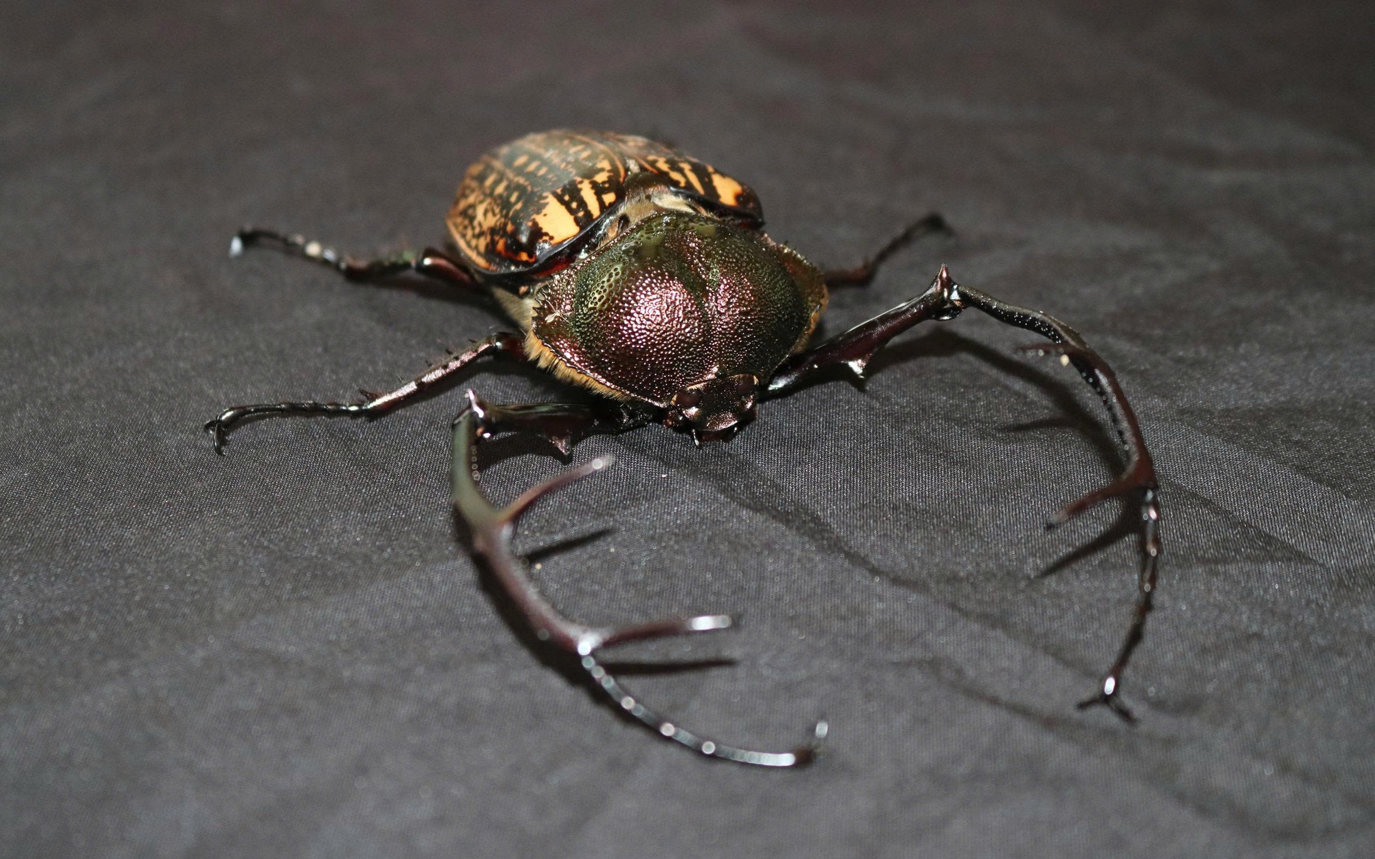 Lần đầu ghi nhận hình ảnh Beo lửa quý hiếm tại Khu Bảo tồn thiên nhiên Pù Hoạt- Ảnh 3.