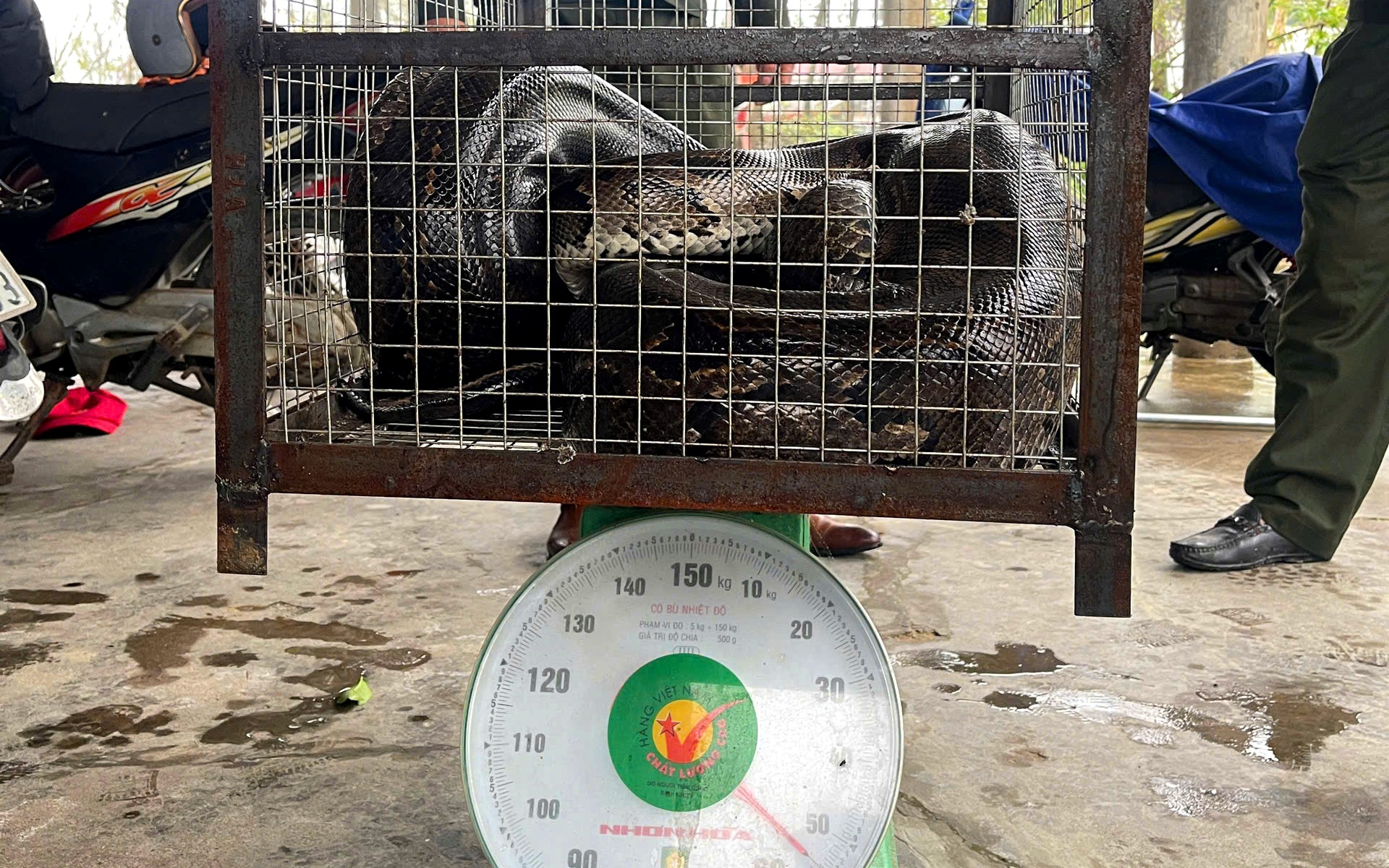 Kiểm tra hành chính bất ngờ phát hiện bộ da động vật hoang dã quý hiếm trong nhà- Ảnh 3.