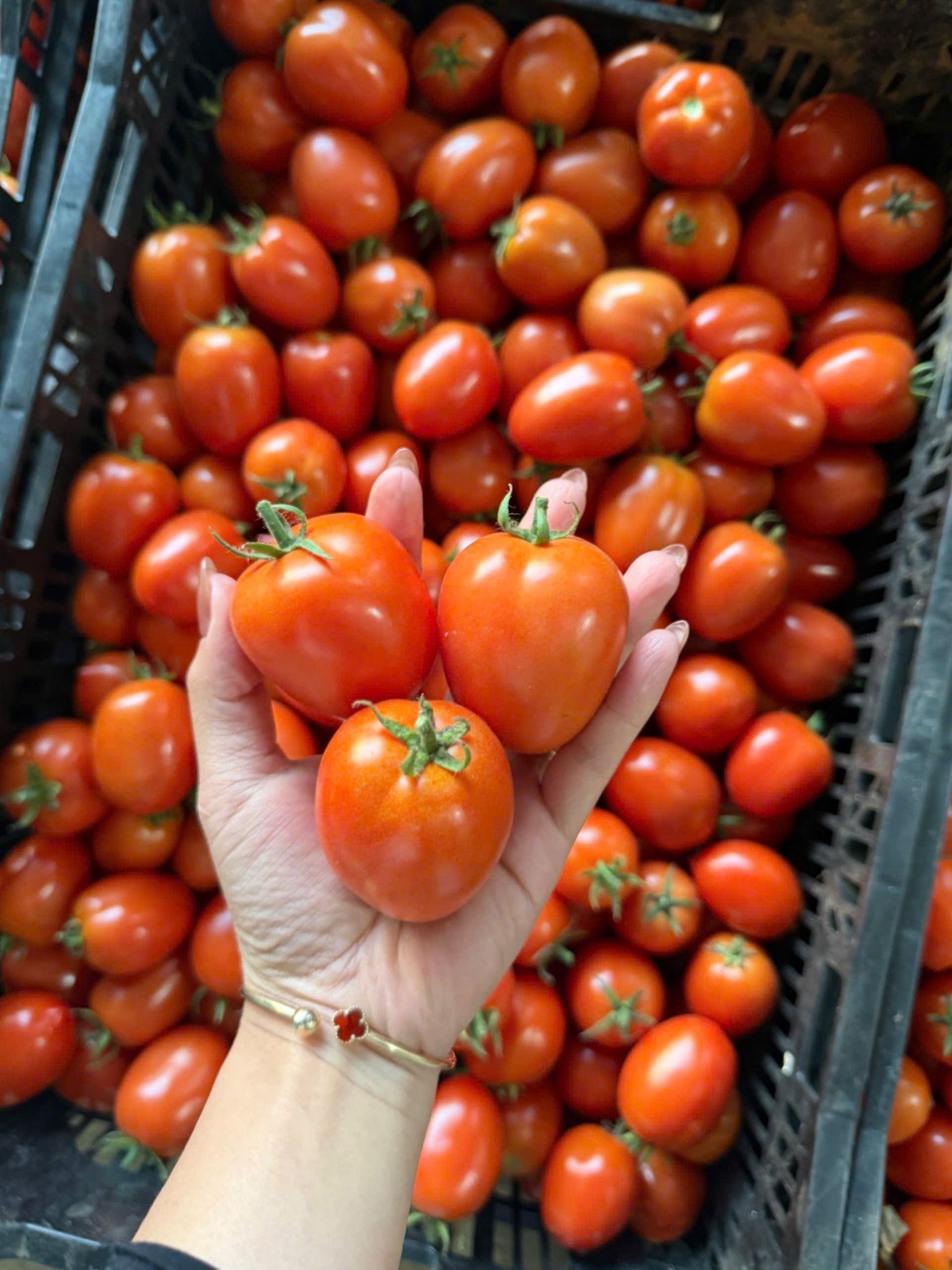 Loại quả trước chỉ vài nghìn đồng/kg, nay giá đắt đỏ ngang thịt khiến người mua hàng “choáng váng”- Ảnh 4. Loại quả trước chỉ vài nghìn đồng/kg, nay giá đắt đỏ ngang thịt khiến người mua hàng “choáng váng”- Ảnh 4.