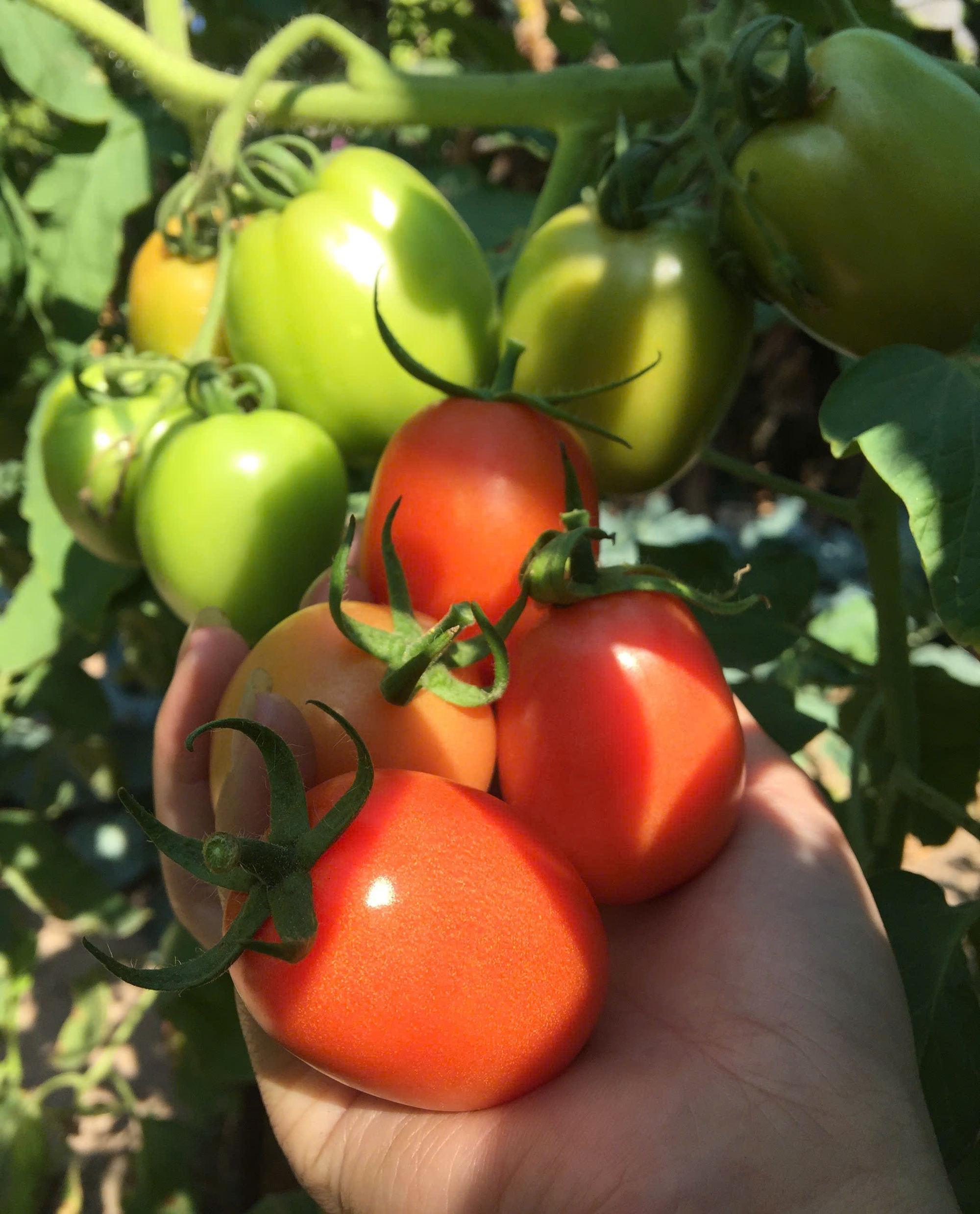 Loại quả trước chỉ vài nghìn đồng/kg, nay giá đắt đỏ ngang thịt khiến người mua hàng “choáng váng”- Ảnh 5. Loại quả trước chỉ vài nghìn đồng/kg, nay giá đắt đỏ ngang thịt khiến người mua hàng “choáng váng”- Ảnh 5.