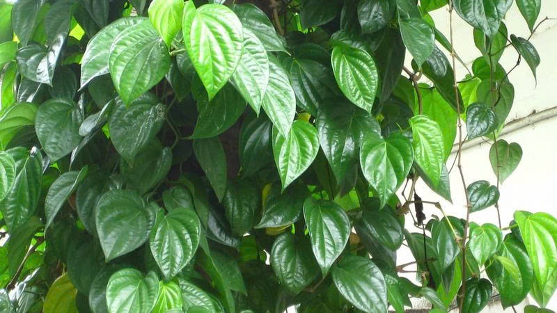 8 potenciálních léčebných využití listů betelu - Obrázek 1. Lá trầu không: Ăn sống thì lành, nấu chín có thể gây độc