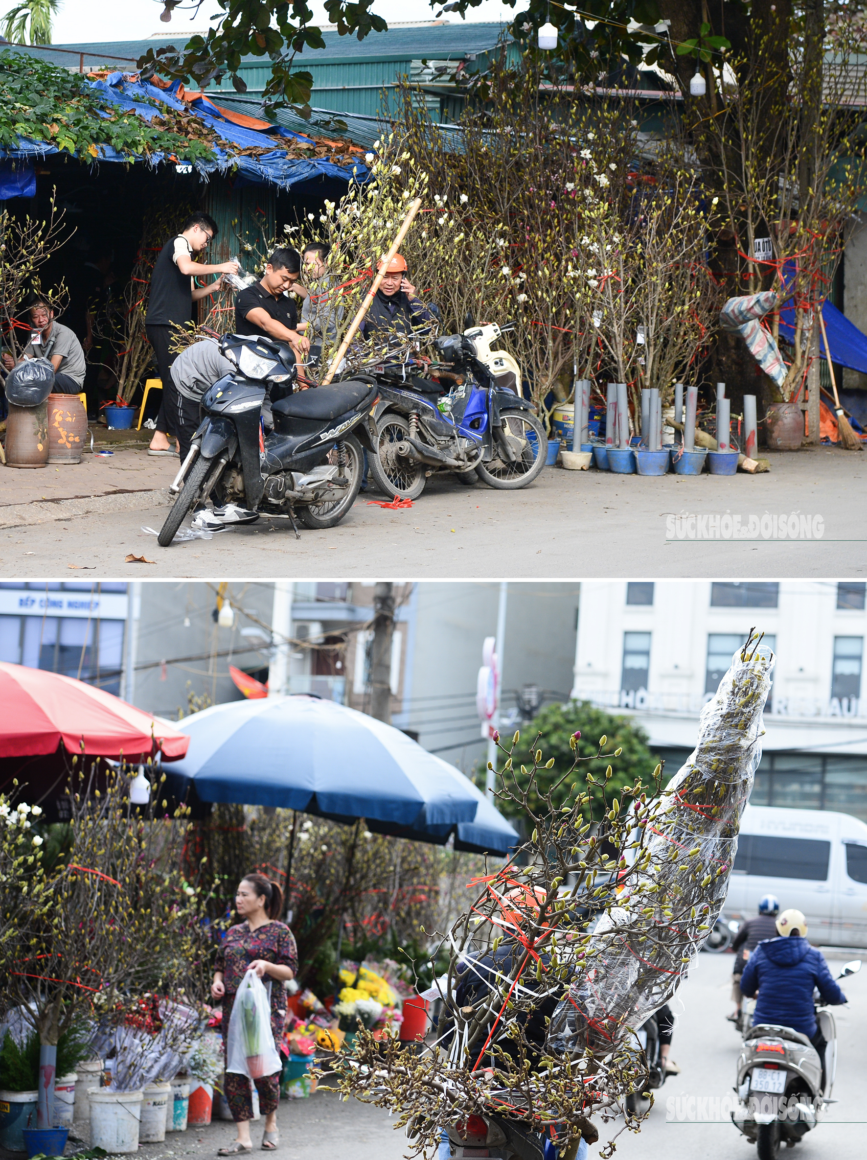 Còn hơn 2 tháng nữa mới Tết, hoa mộc lan nhập khẩu 'đổ bộ' chợ hoa Quảng An, người Hà Nội thích thú săn đón- Ảnh 1. Còn hơn 2 tháng nữa mới Tết, hoa mộc lan nhập khẩu 'đổ bộ' chợ hoa Quảng An, người Hà Nội thích thú săn đón- Ảnh 1.