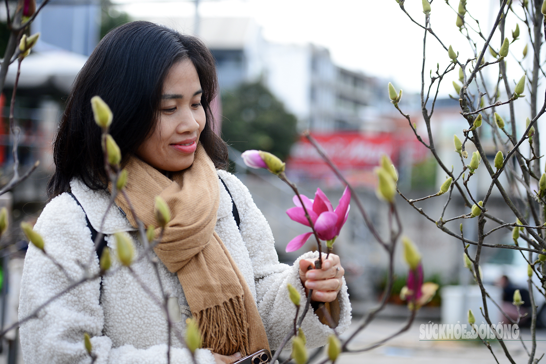 Còn hơn 2 tháng nữa mới Tết, hoa mộc lan nhập khẩu 'đổ bộ' chợ hoa Quảng An, người Hà Nội thích thú săn đón- Ảnh 5. Còn hơn 2 tháng nữa mới Tết, hoa mộc lan nhập khẩu 'đổ bộ' chợ hoa Quảng An, người Hà Nội thích thú săn đón- Ảnh 5.