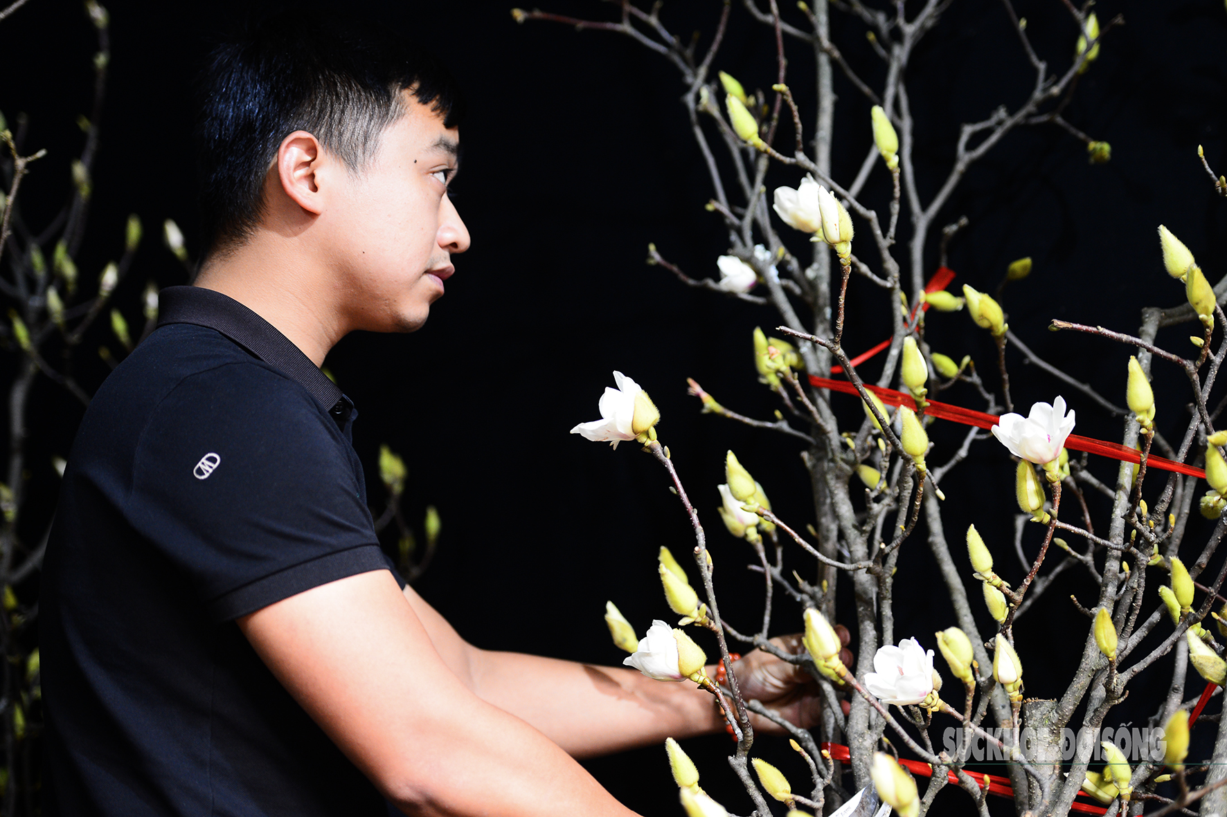 Còn hơn 2 tháng nữa mới Tết, hoa mộc lan nhập khẩu 'đổ bộ' chợ hoa Quảng An, người Hà Nội thích thú săn đón- Ảnh 10. Còn hơn 2 tháng nữa mới Tết, hoa mộc lan nhập khẩu 'đổ bộ' chợ hoa Quảng An, người Hà Nội thích thú săn đón- Ảnh 10.