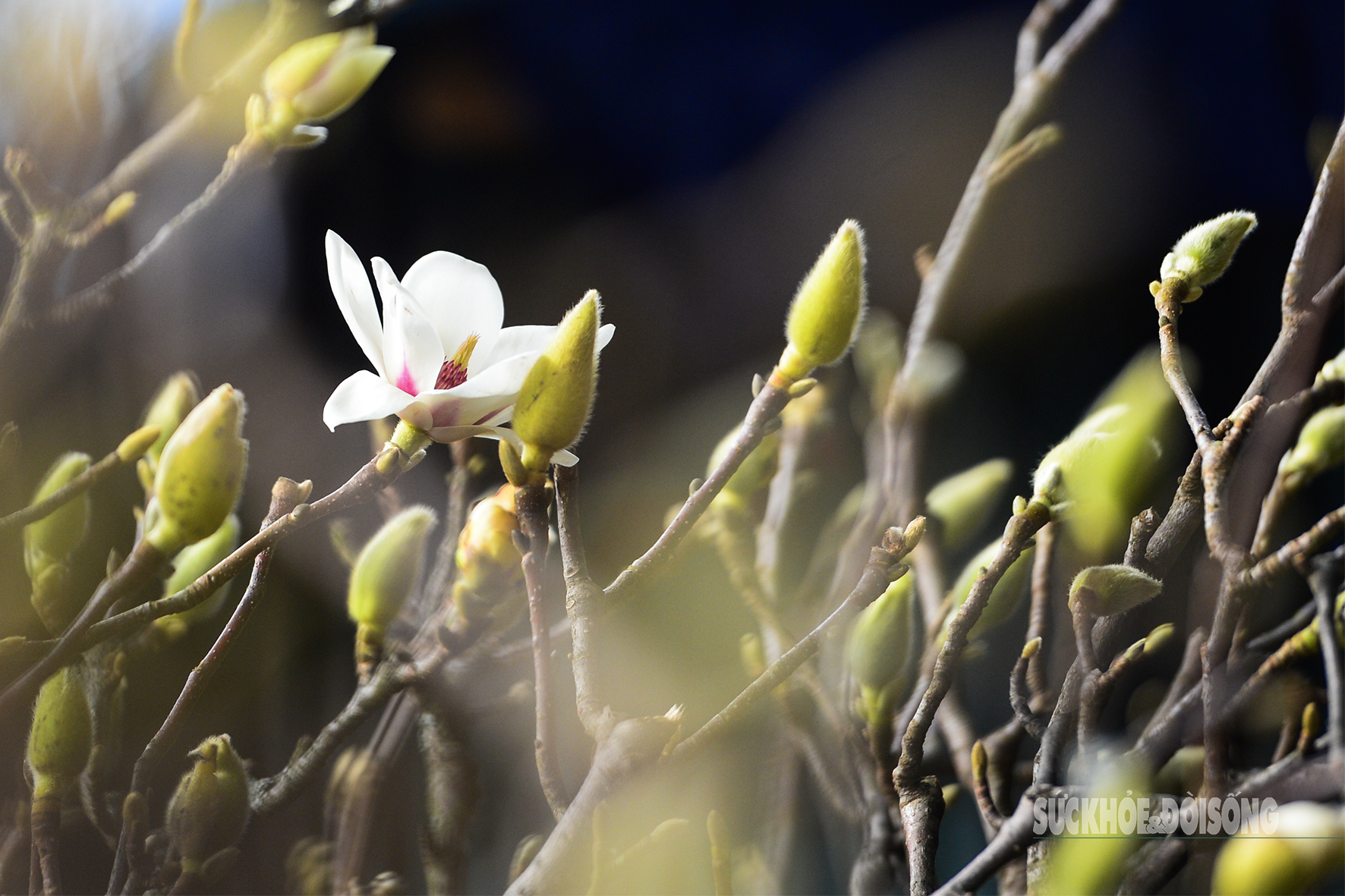 Còn hơn 2 tháng nữa mới Tết, hoa mộc lan nhập khẩu 'đổ bộ' chợ hoa Quảng An, người Hà Nội thích thú săn đón- Ảnh 3. Còn hơn 2 tháng nữa mới Tết, hoa mộc lan nhập khẩu 'đổ bộ' chợ hoa Quảng An, người Hà Nội thích thú săn đón- Ảnh 3.