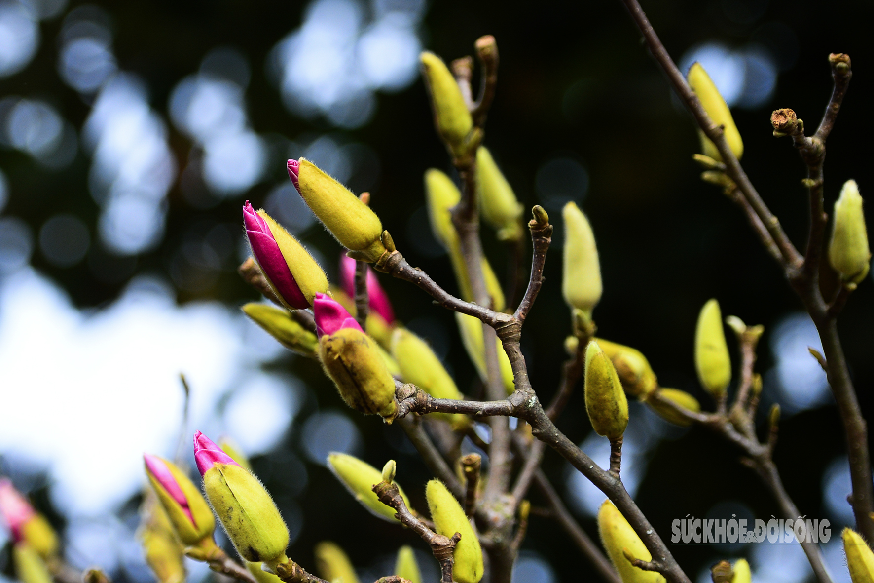 Còn hơn 2 tháng nữa mới Tết, hoa mộc lan nhập khẩu 'đổ bộ' chợ hoa Quảng An, người Hà Nội thích thú săn đón- Ảnh 4. Còn hơn 2 tháng nữa mới Tết, hoa mộc lan nhập khẩu 'đổ bộ' chợ hoa Quảng An, người Hà Nội thích thú săn đón- Ảnh 4.