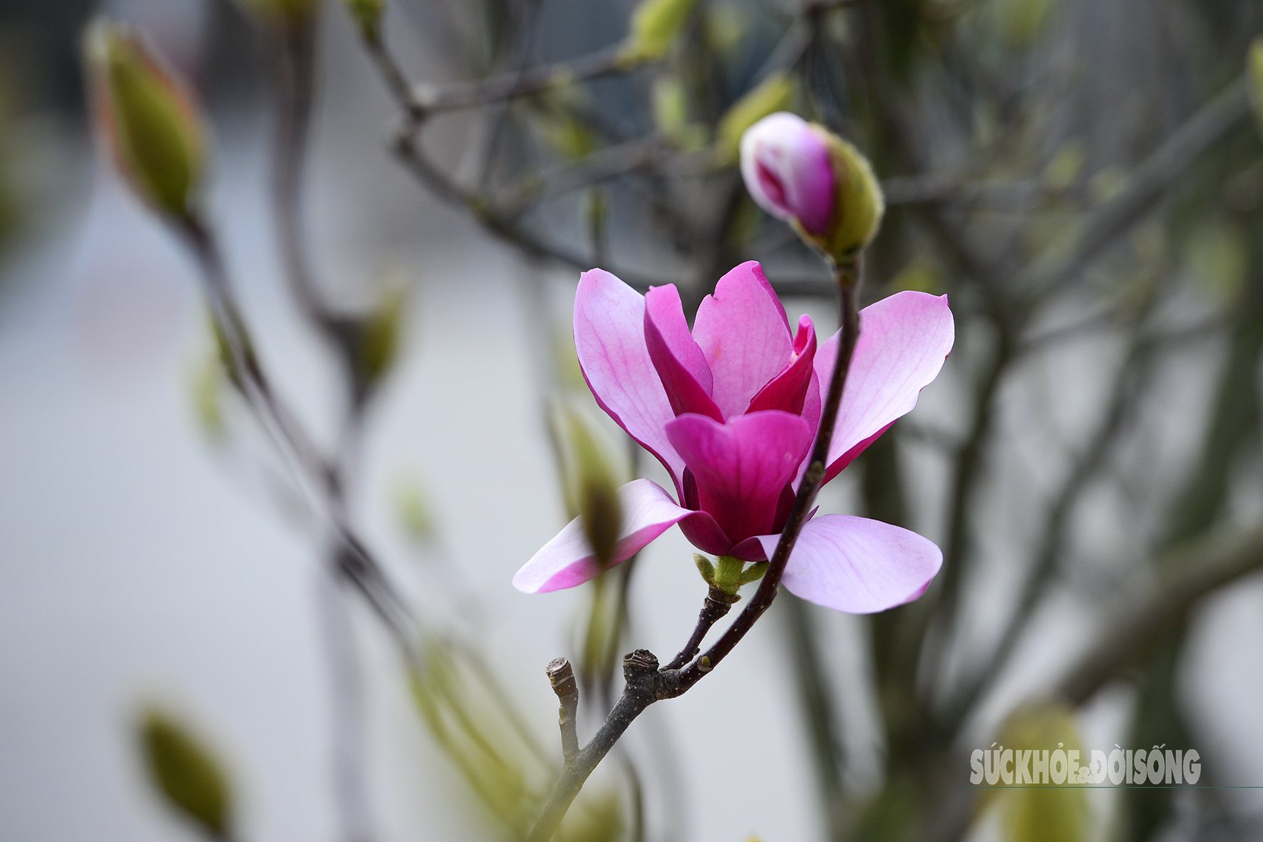 Còn hơn 2 tháng nữa mới Tết, hoa mộc lan nhập khẩu 'đổ bộ' chợ hoa Quảng An, người Hà Nội thích thú săn đón- Ảnh 2. Còn hơn 2 tháng nữa mới Tết, hoa mộc lan nhập khẩu 'đổ bộ' chợ hoa Quảng An, người Hà Nội thích thú săn đón- Ảnh 2.