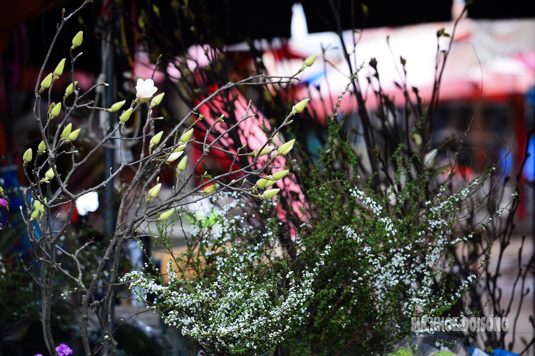 Còn hơn 2 tháng nữa mới Tết, hoa mộc lan nhập khẩu 'đổ bộ' chợ hoa Quảng An, người Hà Nội thích thú săn đón- Ảnh 9. Còn hơn 2 tháng nữa mới Tết, hoa mộc lan nhập khẩu 'đổ bộ' chợ hoa Quảng An, người Hà Nội thích thú săn đón- Ảnh 9.