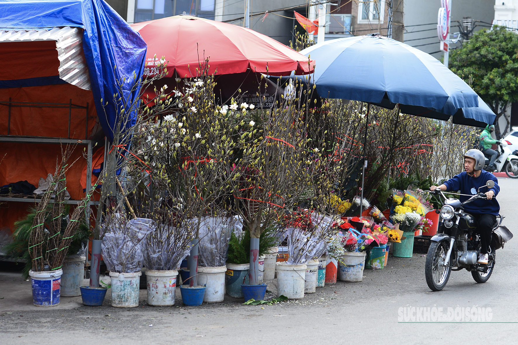 Còn hơn 2 tháng nữa mới Tết, hoa mộc lan nhập khẩu 'đổ bộ' chợ hoa Quảng An, người Hà Nội thích thú săn đón- Ảnh 8. Còn hơn 2 tháng nữa mới Tết, hoa mộc lan nhập khẩu 'đổ bộ' chợ hoa Quảng An, người Hà Nội thích thú săn đón- Ảnh 8.