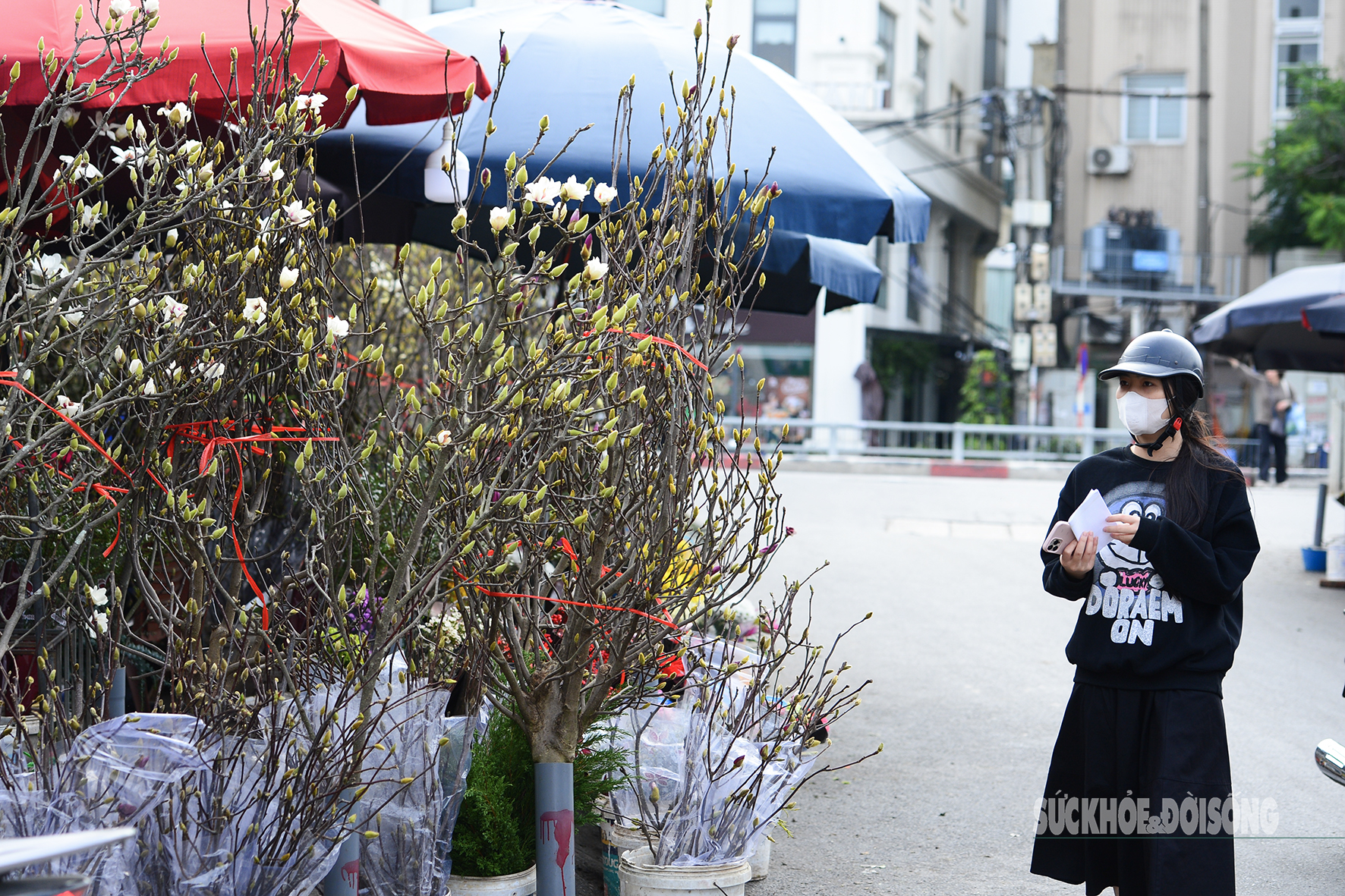 Còn hơn 2 tháng nữa mới Tết, hoa mộc lan nhập khẩu 'đổ bộ' chợ hoa Quảng An, người Hà Nội thích thú săn đón- Ảnh 6. Còn hơn 2 tháng nữa mới Tết, hoa mộc lan nhập khẩu 'đổ bộ' chợ hoa Quảng An, người Hà Nội thích thú săn đón- Ảnh 6.