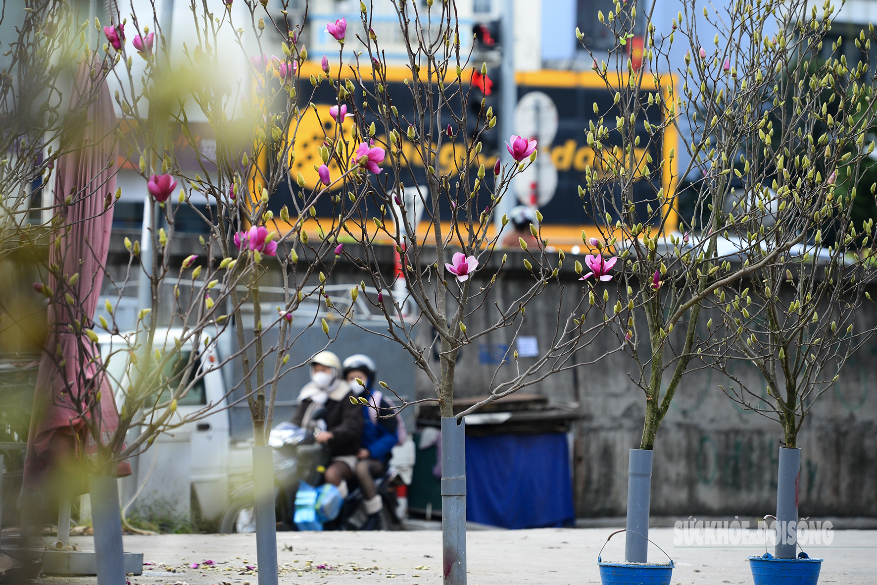 Còn hơn 2 tháng nữa mới Tết, hoa mộc lan nhập khẩu 'đổ bộ' chợ hoa Quảng An, người Hà Nội thích thú săn đón- Ảnh 11. Còn hơn 2 tháng nữa mới Tết, hoa mộc lan nhập khẩu 'đổ bộ' chợ hoa Quảng An, người Hà Nội thích thú săn đón- Ảnh 11.