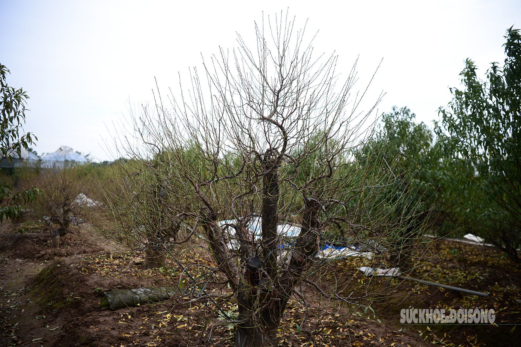 Người Nhật Tân tất bật tuốt lá đào, vào chậu đón Tết- Ảnh 11. Người Nhật Tân tất bật tuốt lá đào, vào chậu đón Tết- Ảnh 11.