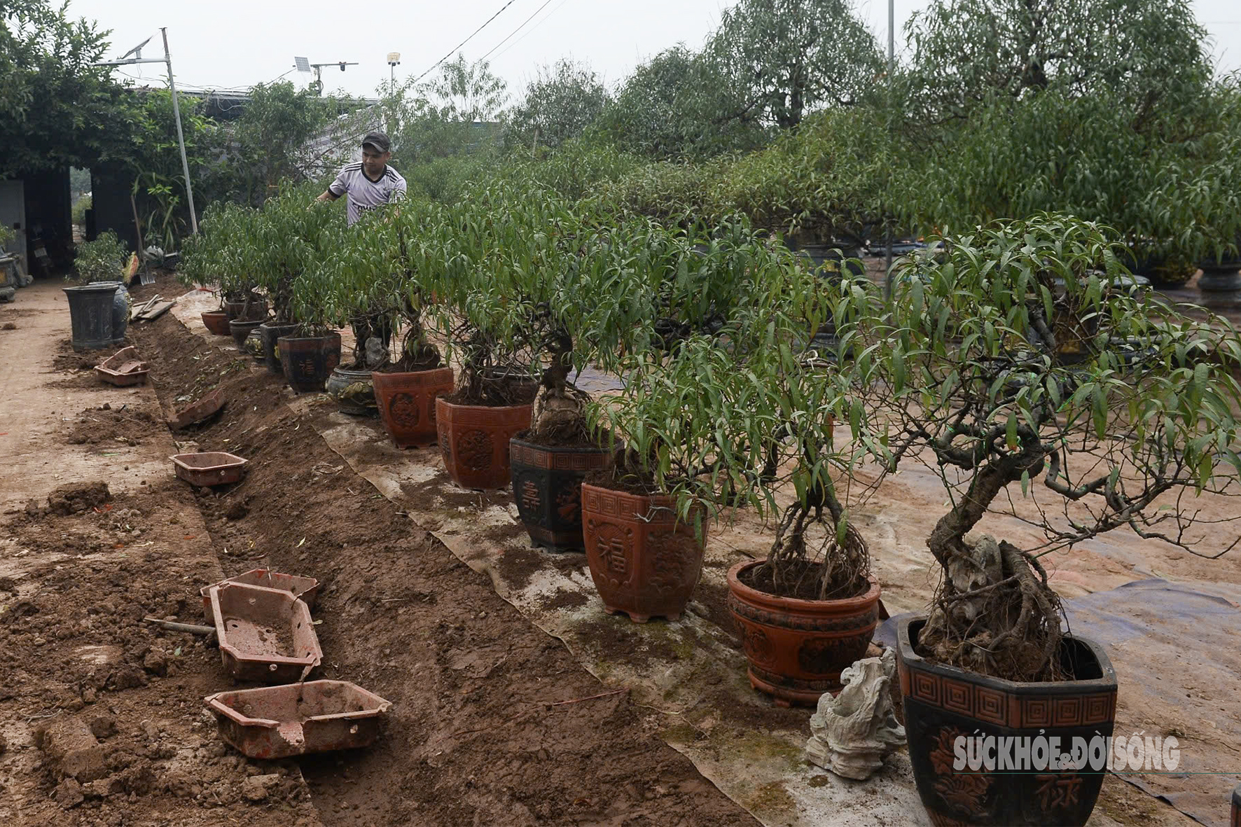 Người Nhật Tân tất bật tuốt lá đào, vào chậu đón Tết- Ảnh 10. Người Nhật Tân tất bật tuốt lá đào, vào chậu đón Tết- Ảnh 10.