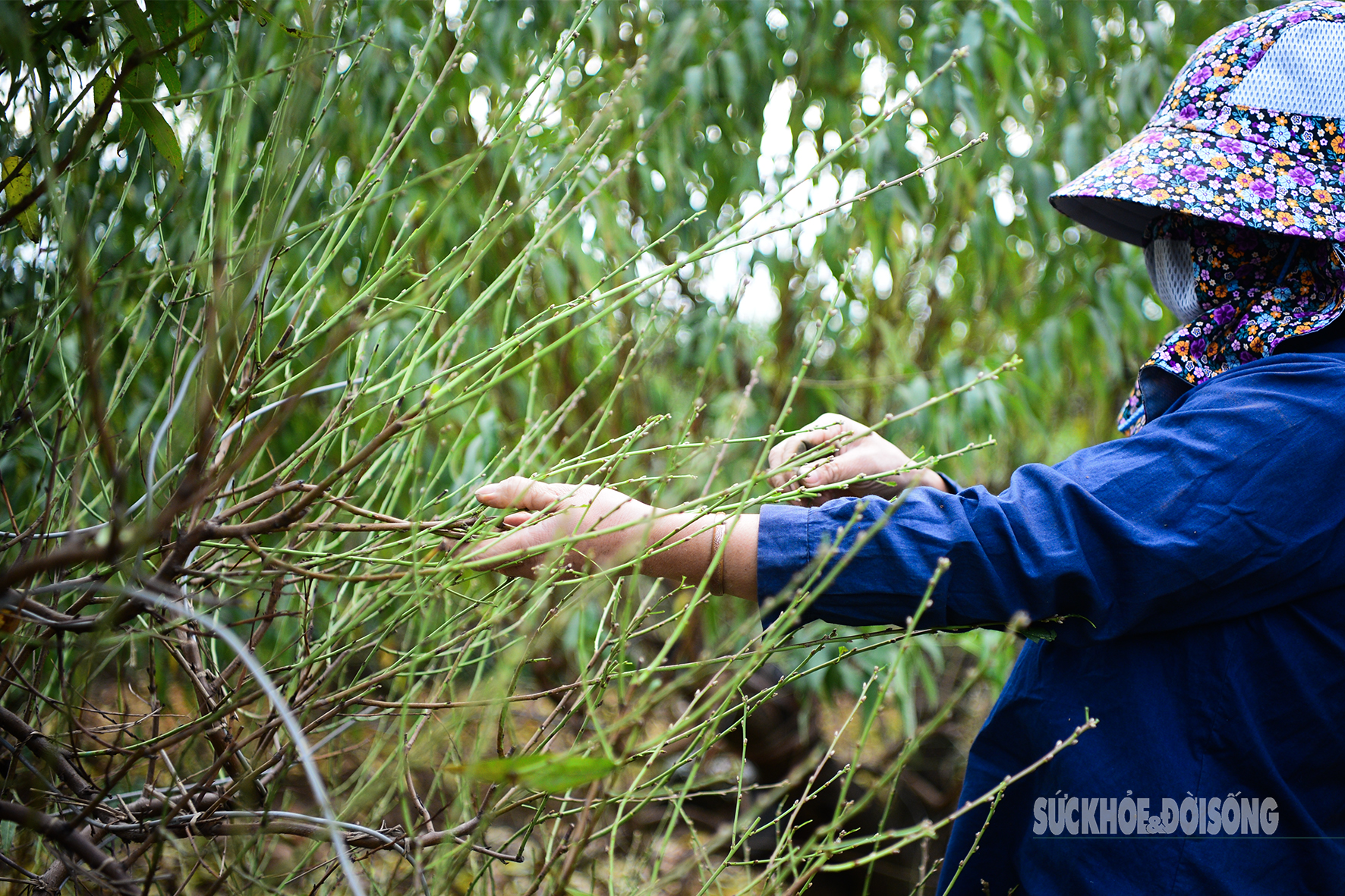 Người Nhật Tân tất bật tuốt lá đào, vào chậu đón Tết- Ảnh 3. Người Nhật Tân tất bật tuốt lá đào, vào chậu đón Tết- Ảnh 3.