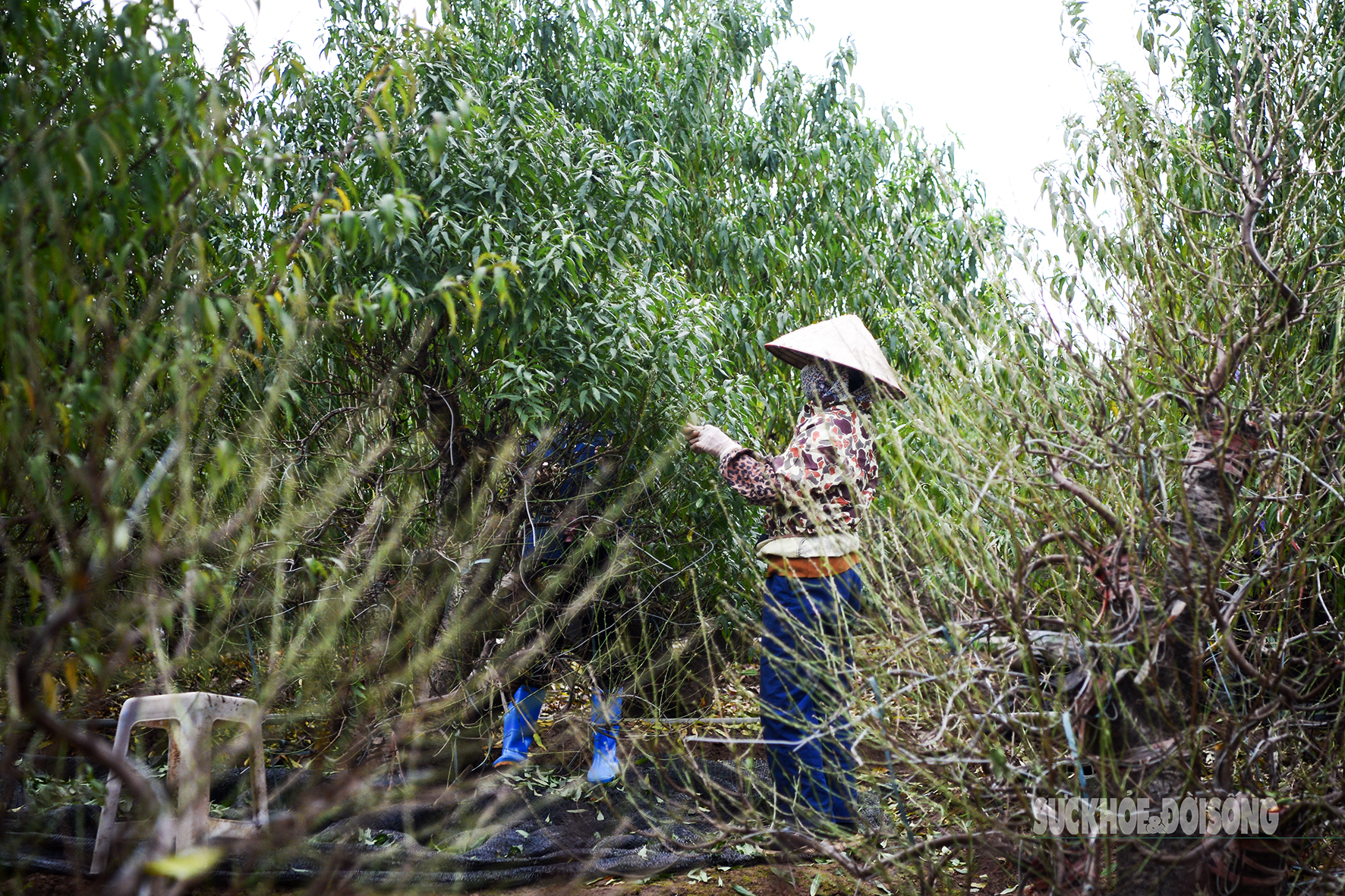 Người Nhật Tân tất bật tuốt lá đào, vào chậu đón Tết- Ảnh 7. Người Nhật Tân tất bật tuốt lá đào, vào chậu đón Tết- Ảnh 7.