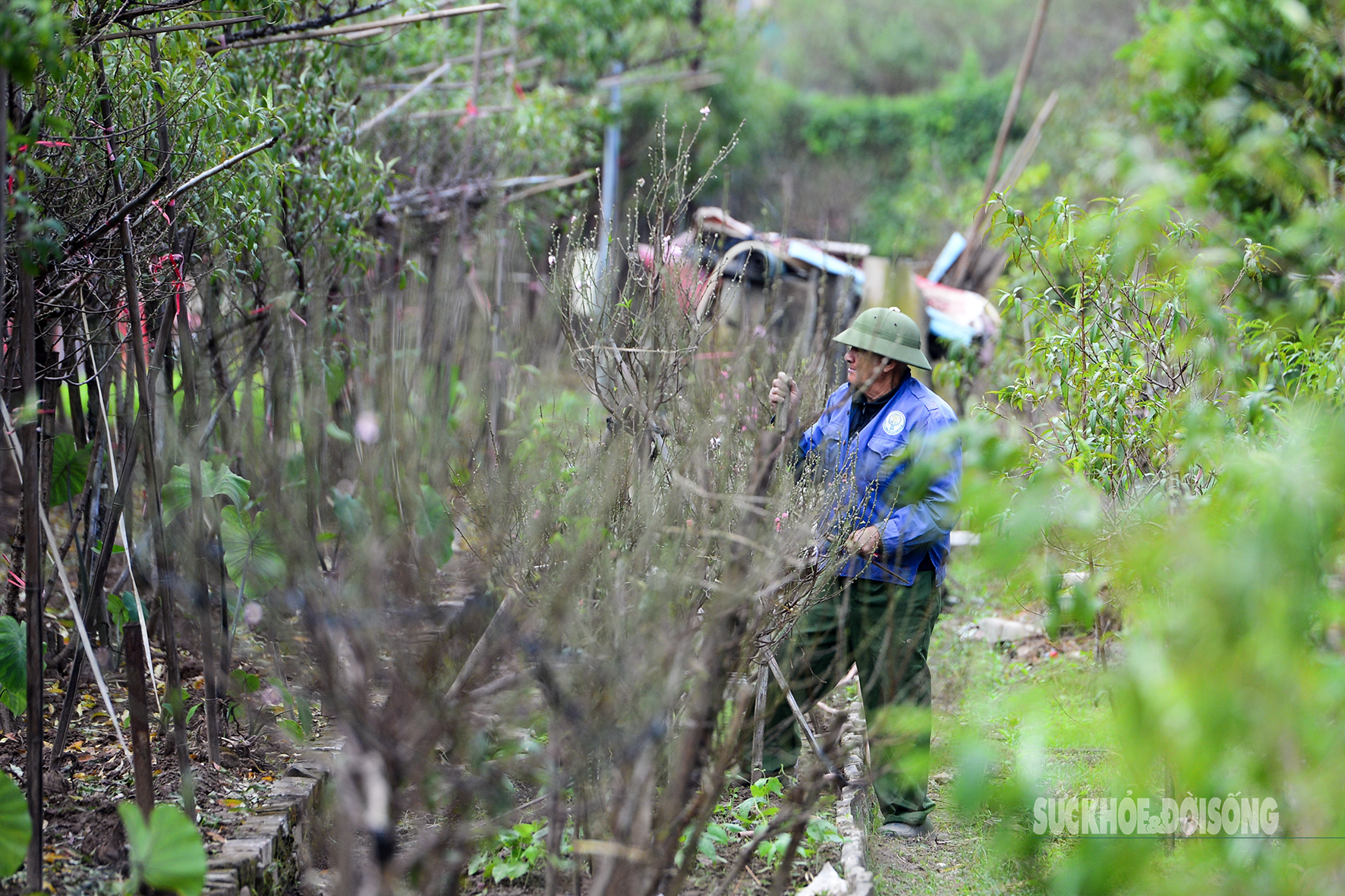 Người Nhật Tân tất bật tuốt lá đào, vào chậu đón Tết- Ảnh 8. Người Nhật Tân tất bật tuốt lá đào, vào chậu đón Tết- Ảnh 8.