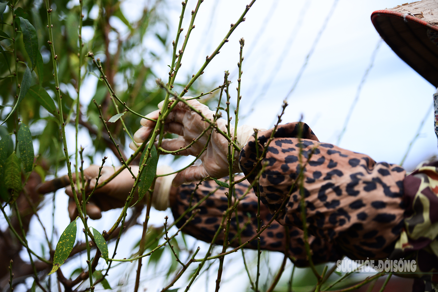 Người Nhật Tân tất bật tuốt lá đào, vào chậu đón Tết- Ảnh 5. Người Nhật Tân tất bật tuốt lá đào, vào chậu đón Tết- Ảnh 5.