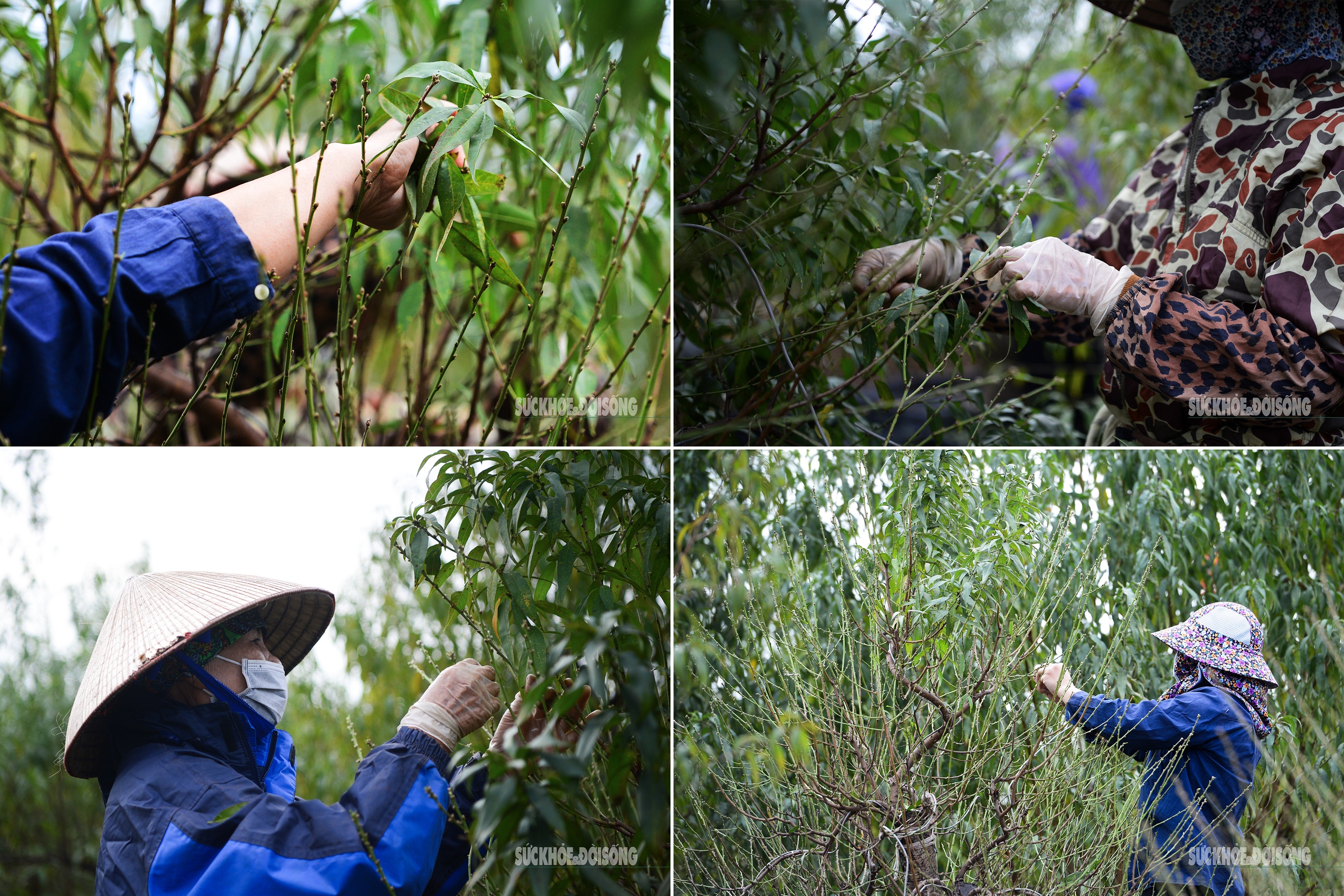 Người Nhật Tân tất bật tuốt lá đào, vào chậu đón Tết- Ảnh 2. Người Nhật Tân tất bật tuốt lá đào, vào chậu đón Tết- Ảnh 2.