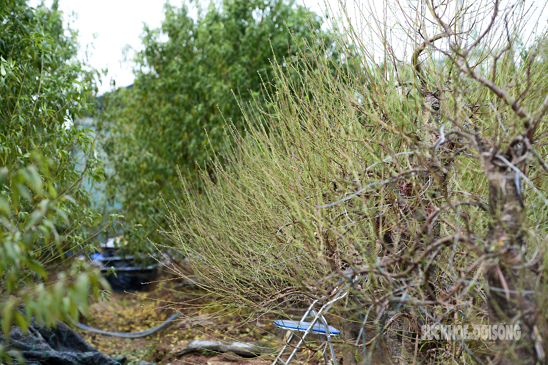 Người Nhật Tân tất bật tuốt lá đào, vào chậu đón Tết- Ảnh 1. Người Nhật Tân tất bật tuốt lá đào, vào chậu đón Tết- Ảnh 1.