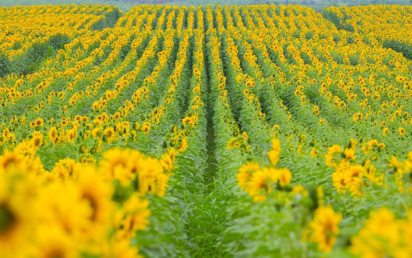 Nhiều điểm tham quan giá rẻ và miễn phí ở Khánh Hòa hút khách dịp Tết- Ảnh 7. Cánh đồng hướng dương tại Nghệ An mở cửa đón khách tham quan từ 16/12/2025