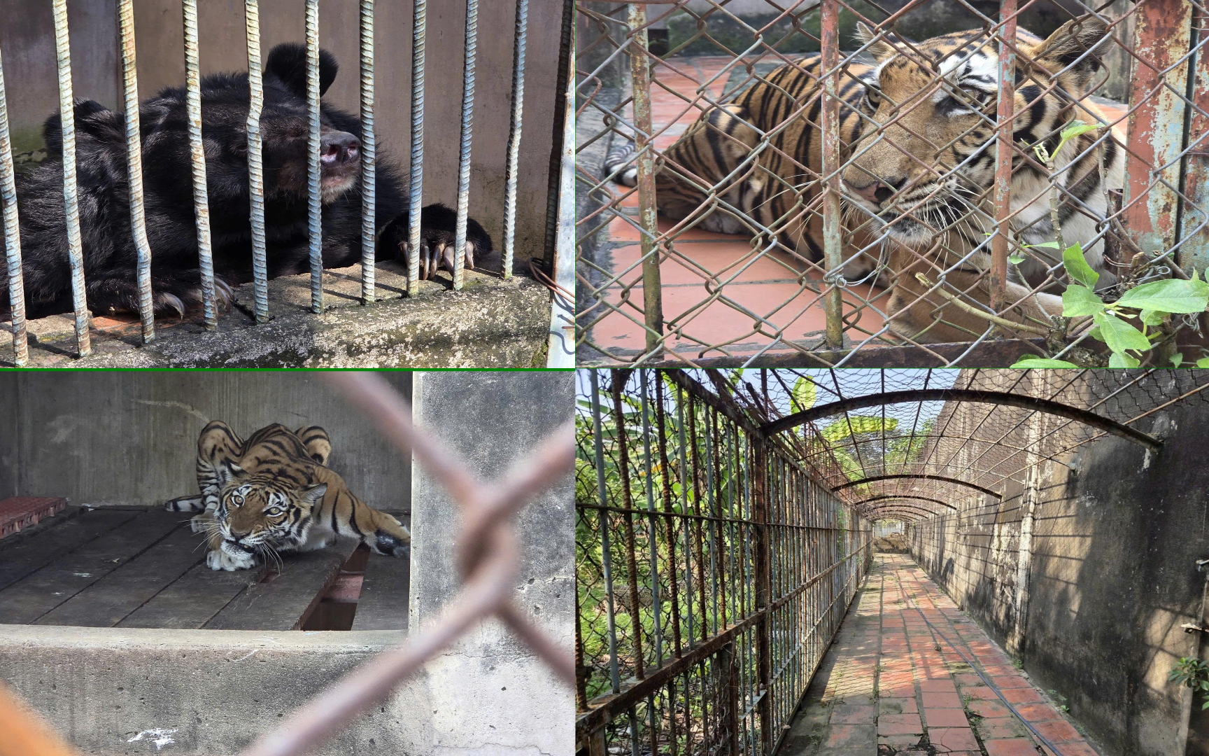 Vườn quốc gia Bạch Mã cứu hộ, tái thả về tự nhiên nhiều cá thể động vật quý hiếm- Ảnh 3. Phát hiện cơ sở nuôi nhốt nhiều động vật hoang dã nguy cấp ở TPHCM