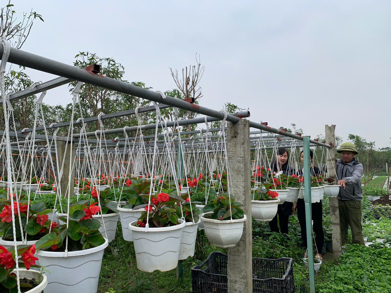 Làng hoa lớn nhất Nghệ An chong đèn xuyên đêm bước vào vụ hoa Tết- Ảnh 11. Làng hoa lớn nhất Nghệ An chong đèn xuyên đêm bước vào vụ hoa Tết- Ảnh 11.