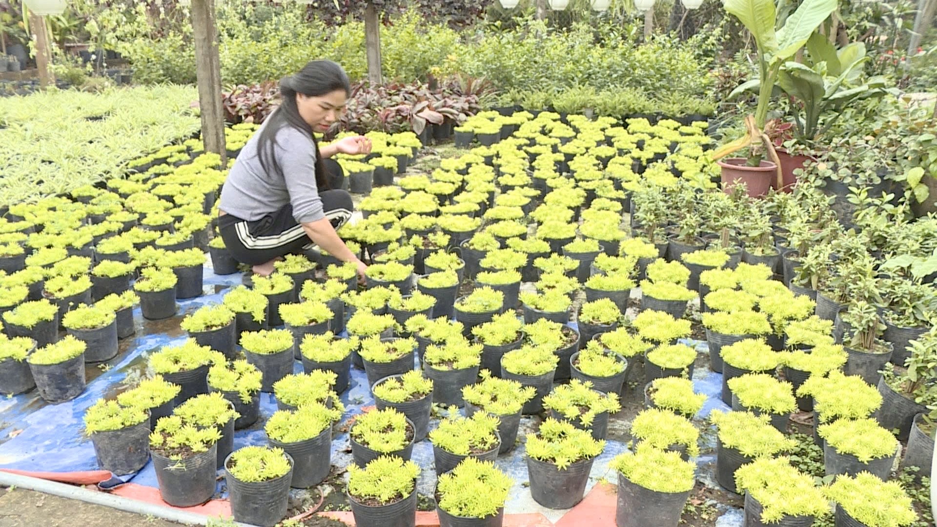 Làng hoa lớn nhất Nghệ An chong đèn xuyên đêm bước vào vụ hoa Tết- Ảnh 7. Làng hoa lớn nhất Nghệ An chong đèn xuyên đêm bước vào vụ hoa Tết- Ảnh 7.