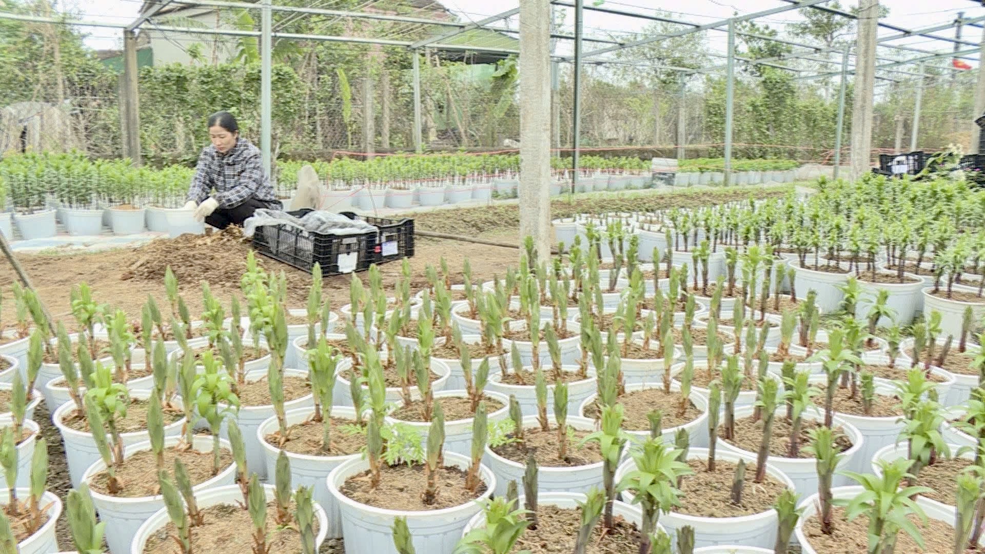 Làng hoa lớn nhất Nghệ An chong đèn xuyên đêm bước vào vụ hoa Tết- Ảnh 8. Làng hoa lớn nhất Nghệ An chong đèn xuyên đêm bước vào vụ hoa Tết- Ảnh 8.