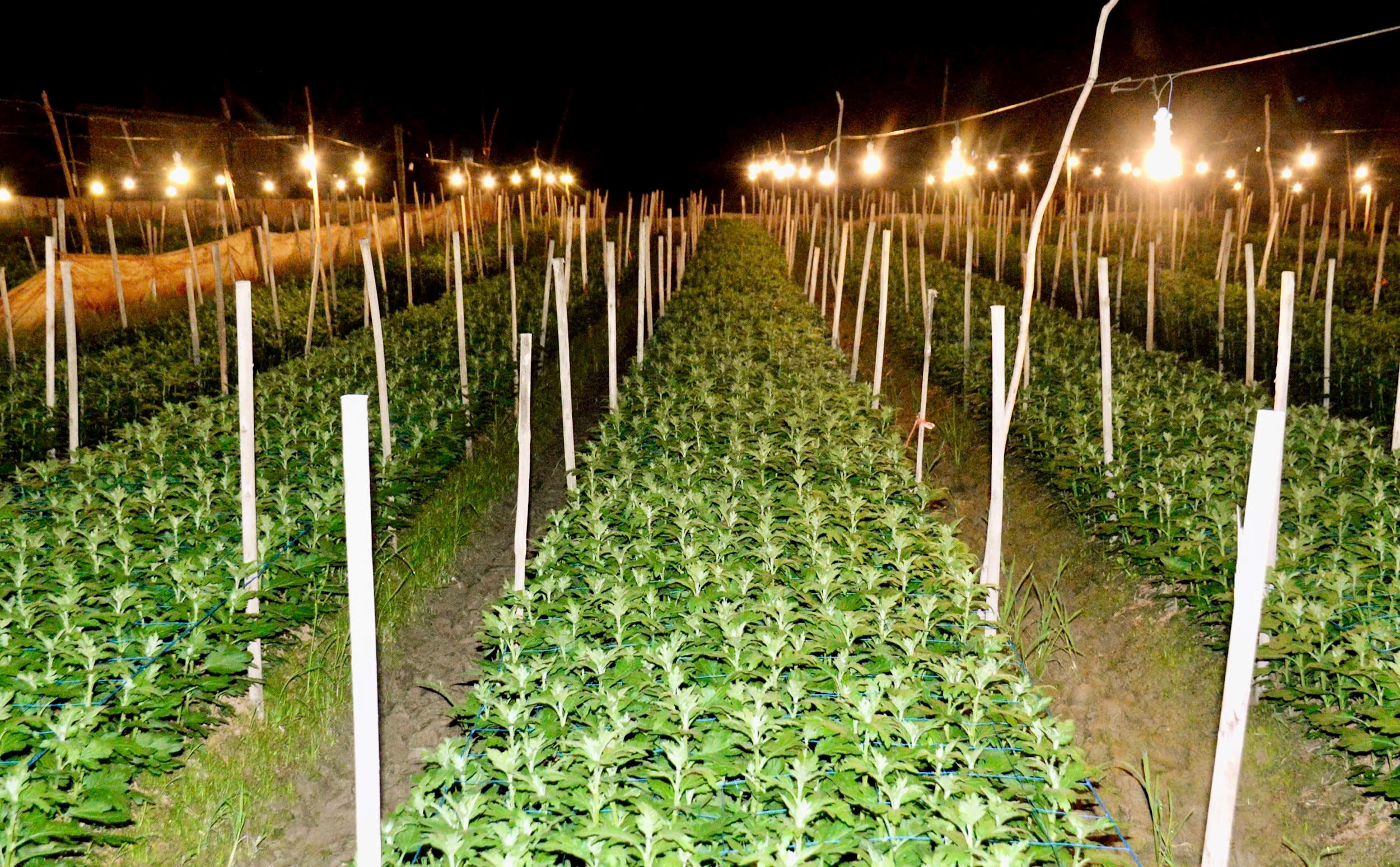 Làng hoa lớn nhất Nghệ An chong đèn xuyên đêm bước vào vụ hoa Tết- Ảnh 5. Làng hoa lớn nhất Nghệ An chong đèn xuyên đêm bước vào vụ hoa Tết- Ảnh 5.