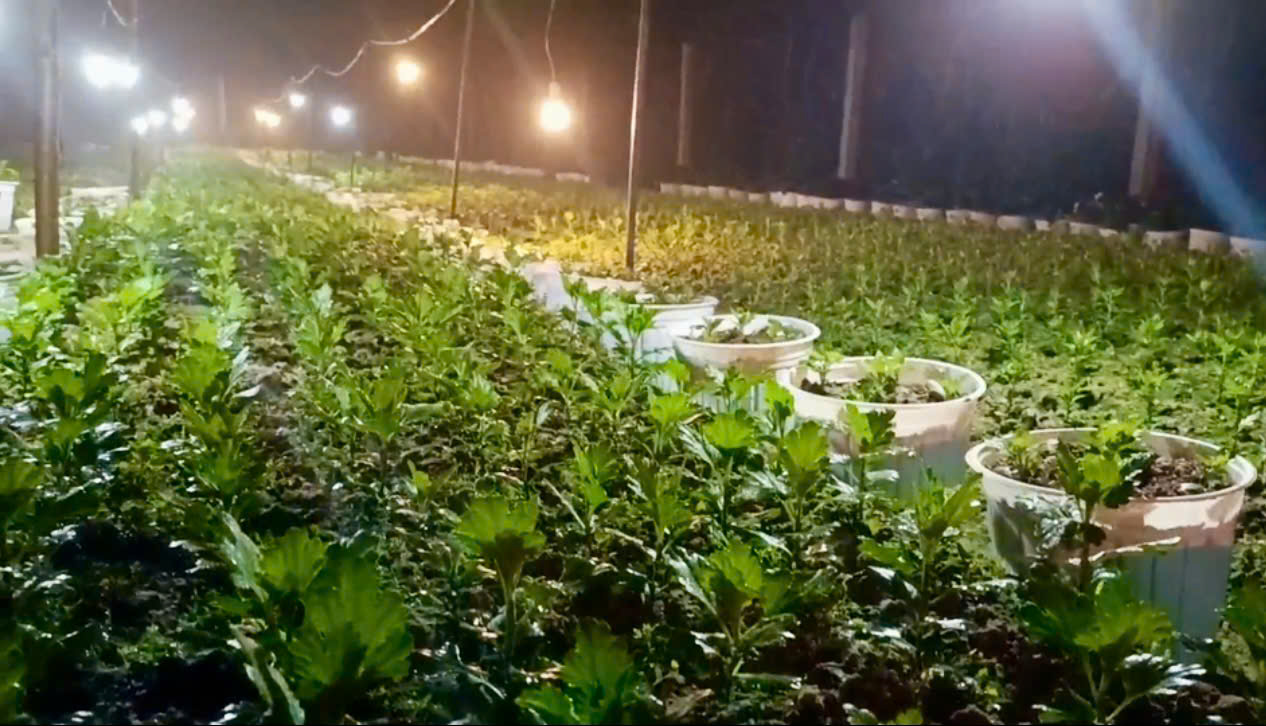 Làng hoa lớn nhất Nghệ An chong đèn xuyên đêm bước vào vụ hoa Tết- Ảnh 6. Làng hoa lớn nhất Nghệ An chong đèn xuyên đêm bước vào vụ hoa Tết- Ảnh 6.