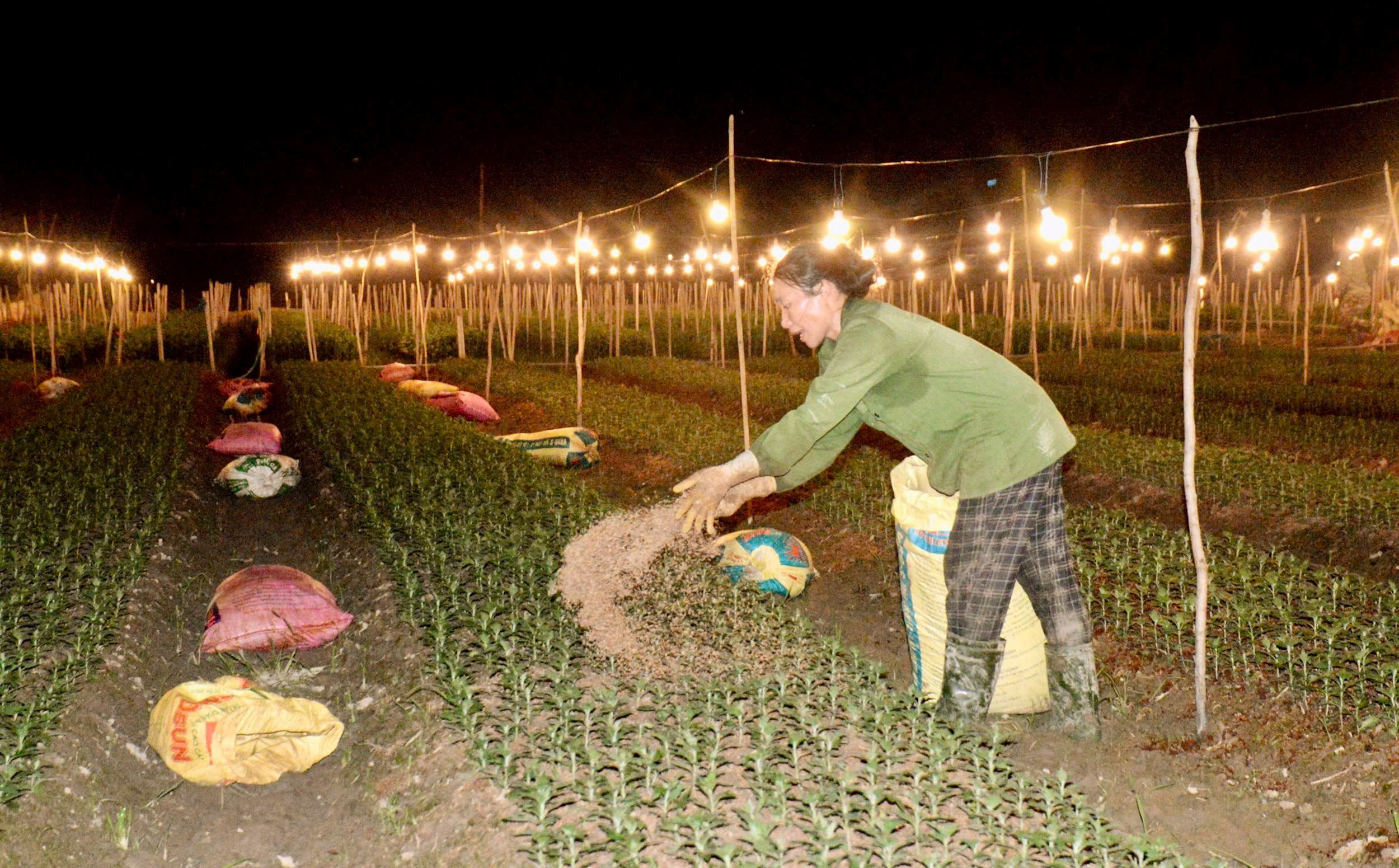 Làng hoa lớn nhất Nghệ An chong đèn xuyên đêm bước vào vụ hoa Tết- Ảnh 2. Làng hoa lớn nhất Nghệ An chong đèn xuyên đêm bước vào vụ hoa Tết- Ảnh 2.