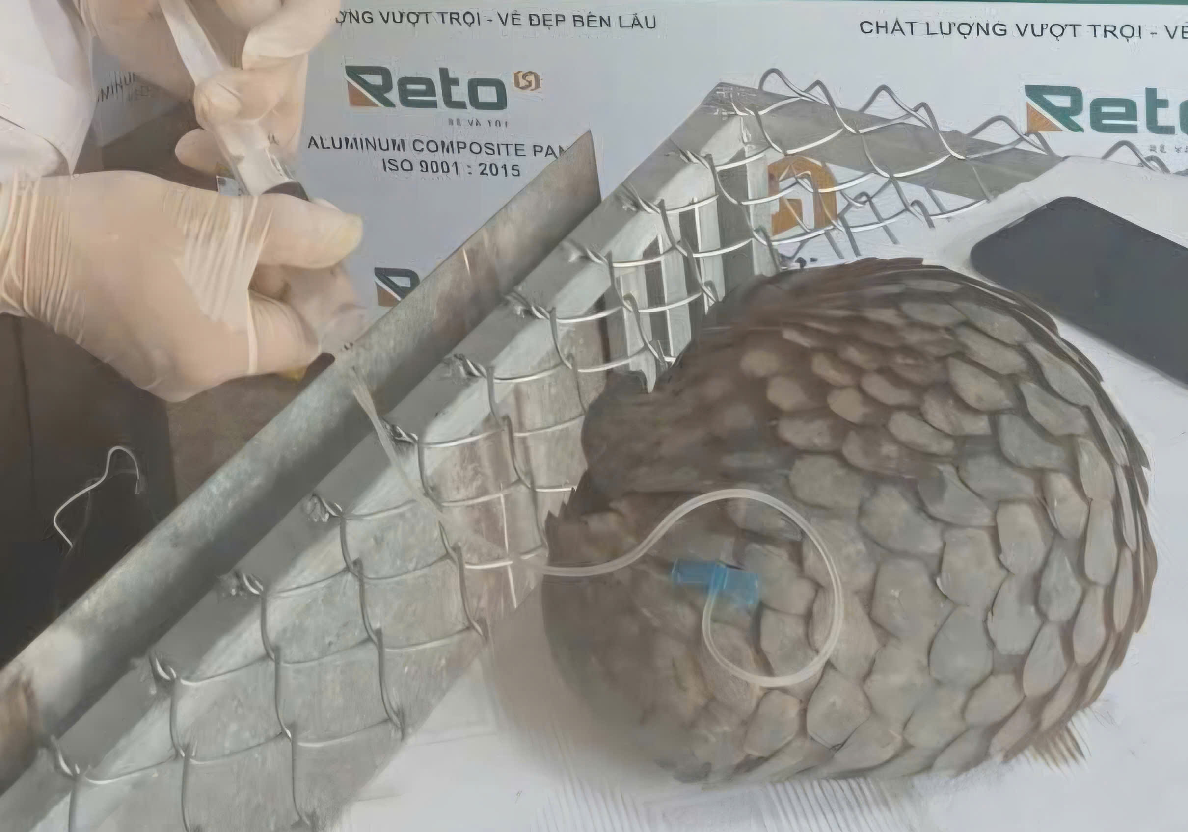 Vườn quốc gia Bạch Mã cứu hộ, tái thả về tự nhiên nhiều cá thể động vật quý hiếm- Ảnh 1. Vườn quốc gia Bạch Mã cứu hộ, tái thả về tự nhiên nhiều cá thể động vật quý hiếm- Ảnh 1.