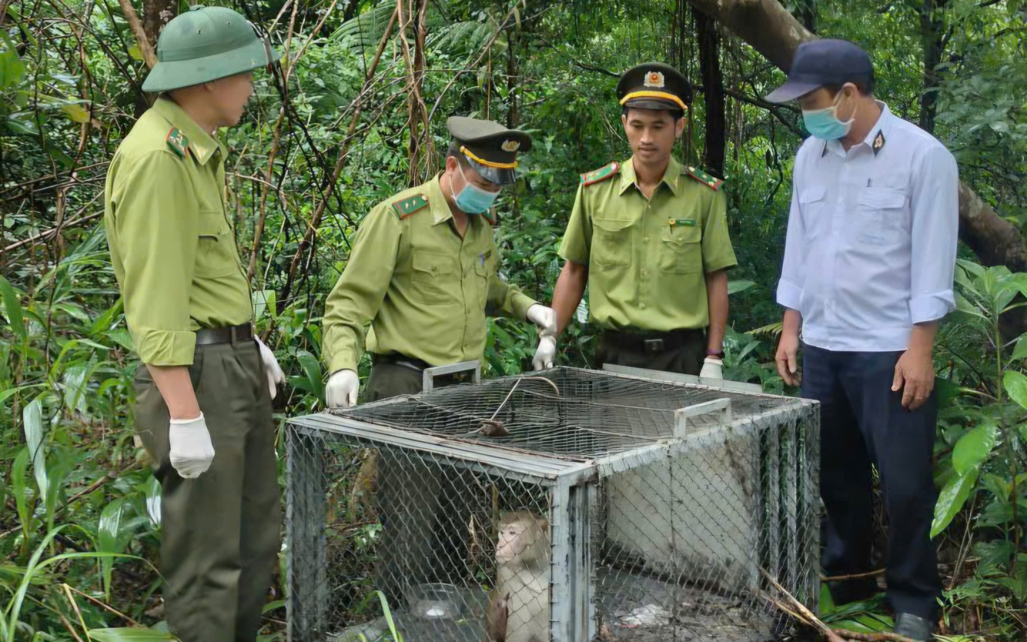 Người dân giao nộp chim Cao Cát quý hiếm- Ảnh 2. Vườn quốc gia Bạch Mã cứu hộ, tái thả về tự nhiên nhiều cá thể động vật quý hiếm