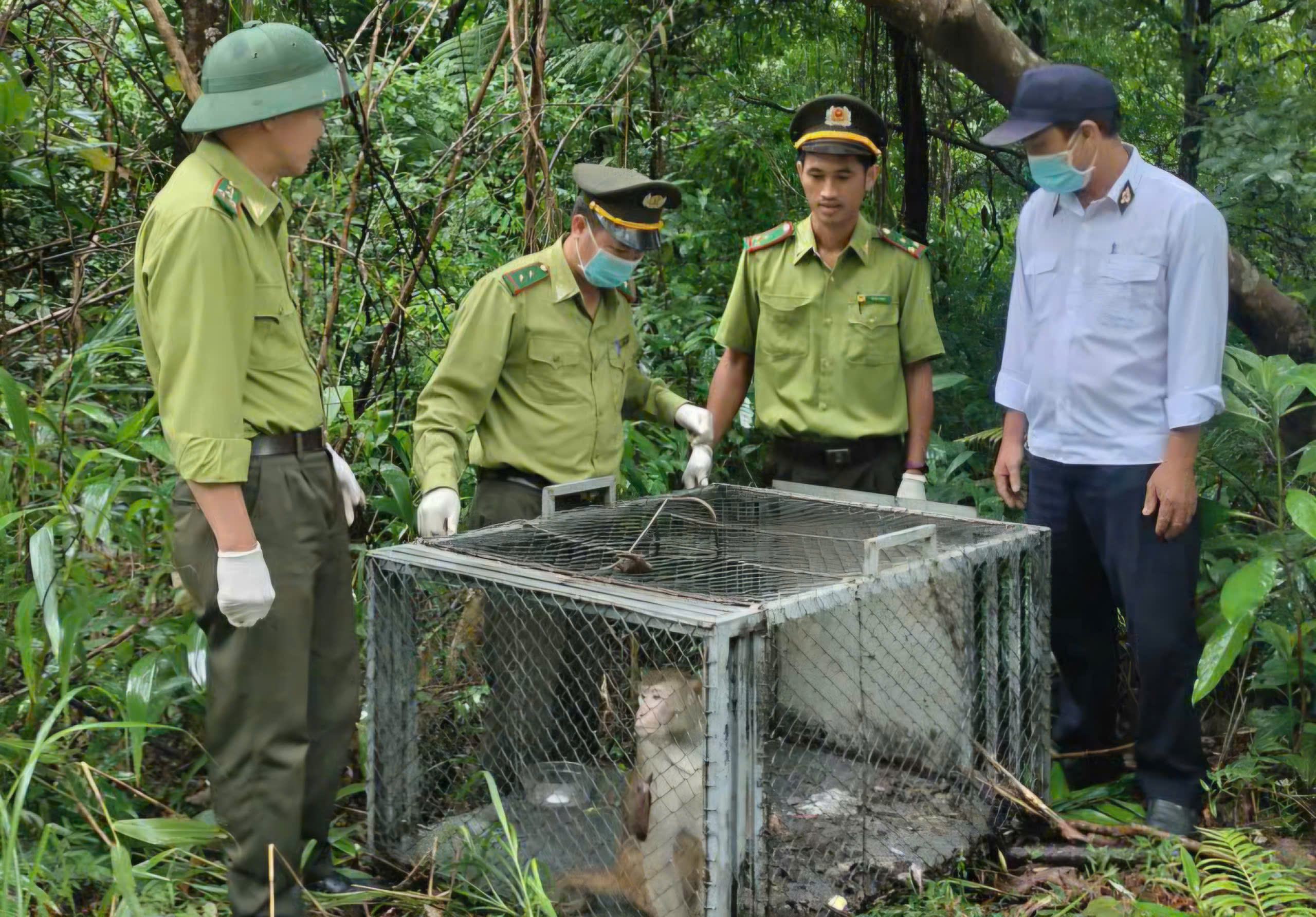 Vườn quốc gia Bạch Mã cứu hộ, tái thả về tự nhiên nhiều cá thể động vật quý hiếm- Ảnh 2. Vườn quốc gia Bạch Mã cứu hộ, tái thả về tự nhiên nhiều cá thể động vật quý hiếm- Ảnh 2.